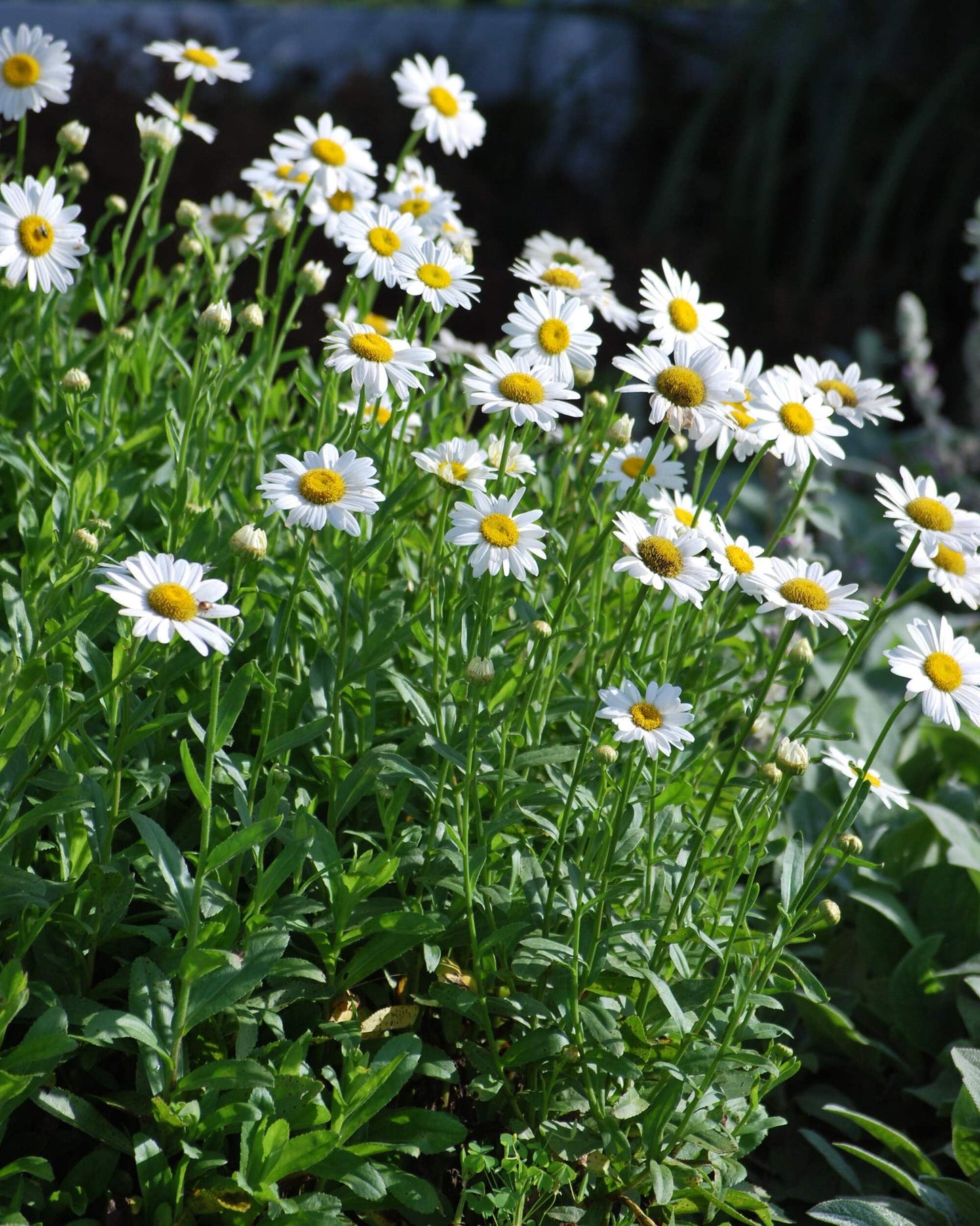 Perennial Farm Marketplace Chrysanthemum nipponicum (Nippon Daisy) Perennial, Size-#1 Container, Big White Flowers