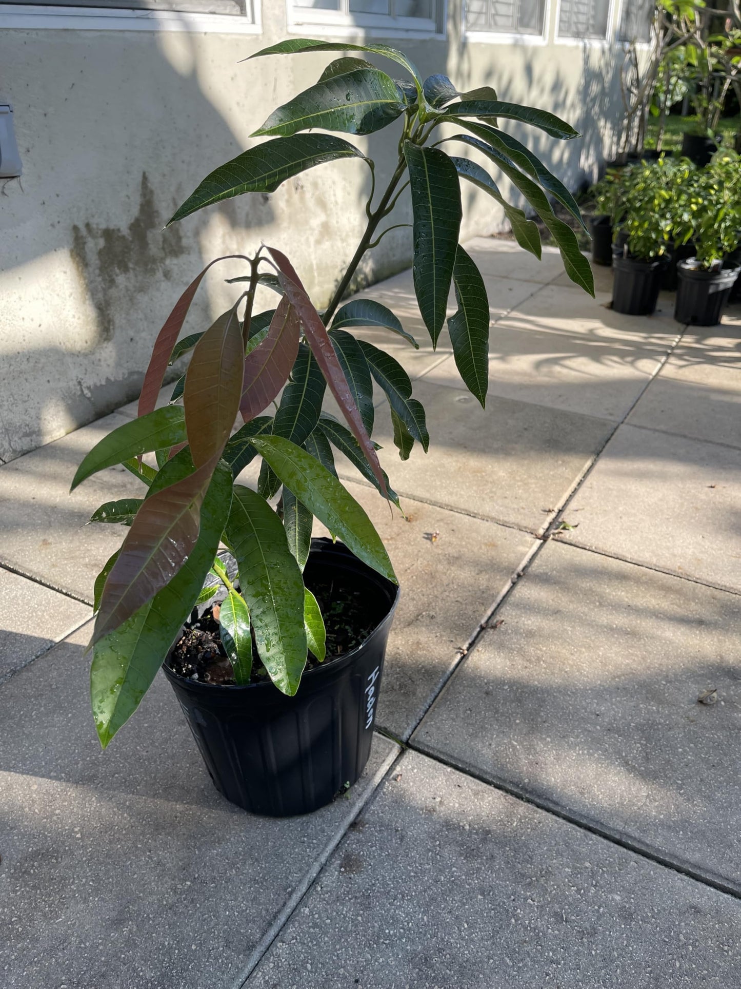 Live Grafted Haden Mango Tree, Mango Plant, 2 to 3 Feet Tall in 3 Gallon Pot - Cannot Ship to CA, HI