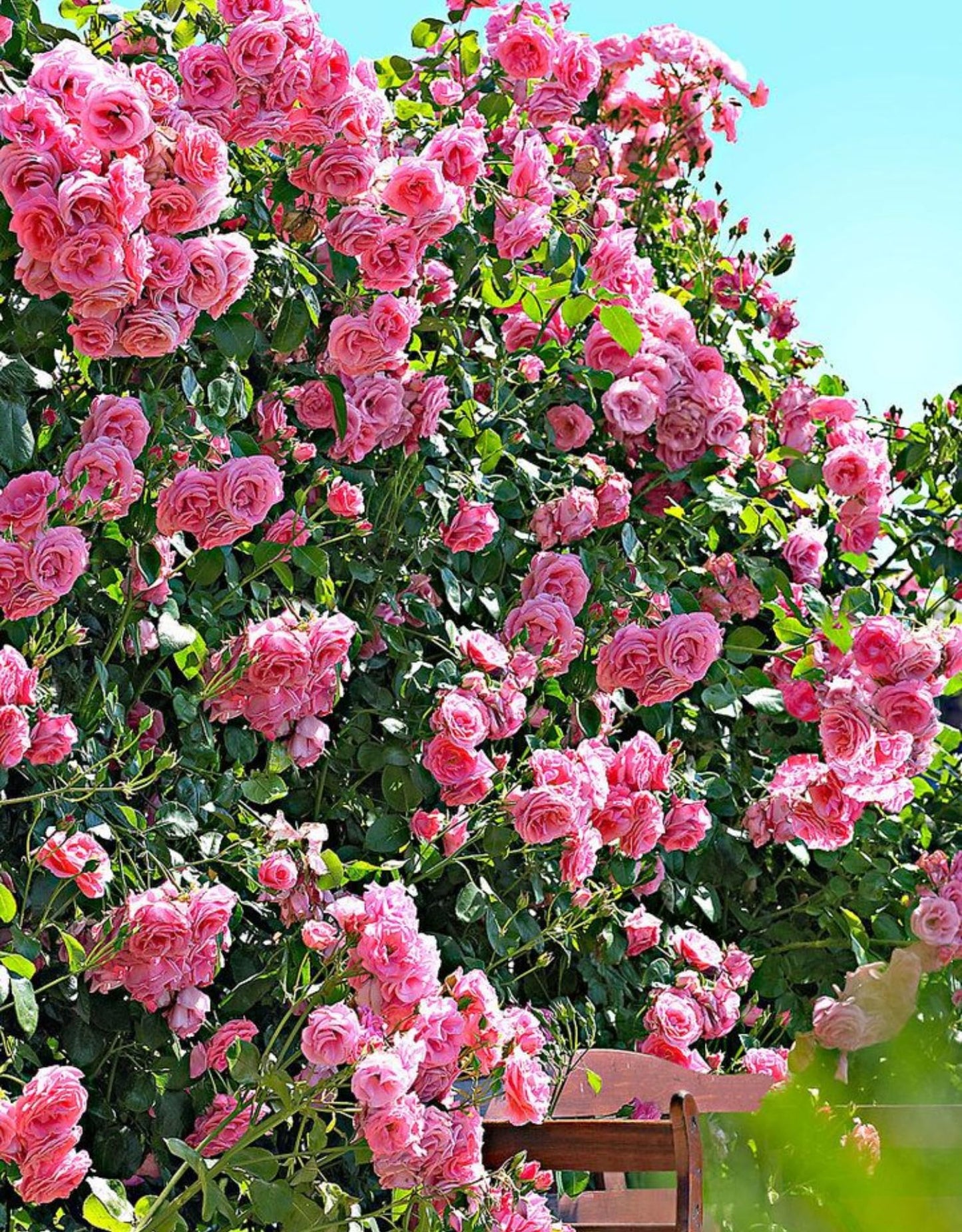 Pink Climbing Rose Live Plant, Can Grow As Rose Bushes Shrubs, Fragrant Ready to Plant, Starter Size, 5 to 10 Inc Tall, Dormant in Winter