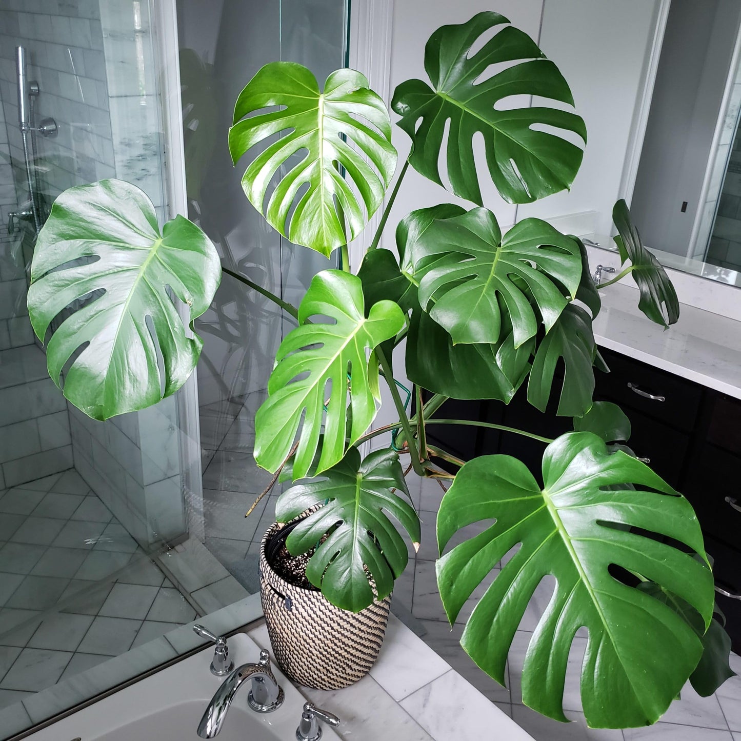 70pcs Variegated Monstera Seeds – Green & White Tropical Foliage Plant Seeds for Planting, Easy to Grow Indoor & Outdoor Houseplant, Decorative Jungle Vibe Seeds for Home or Garden