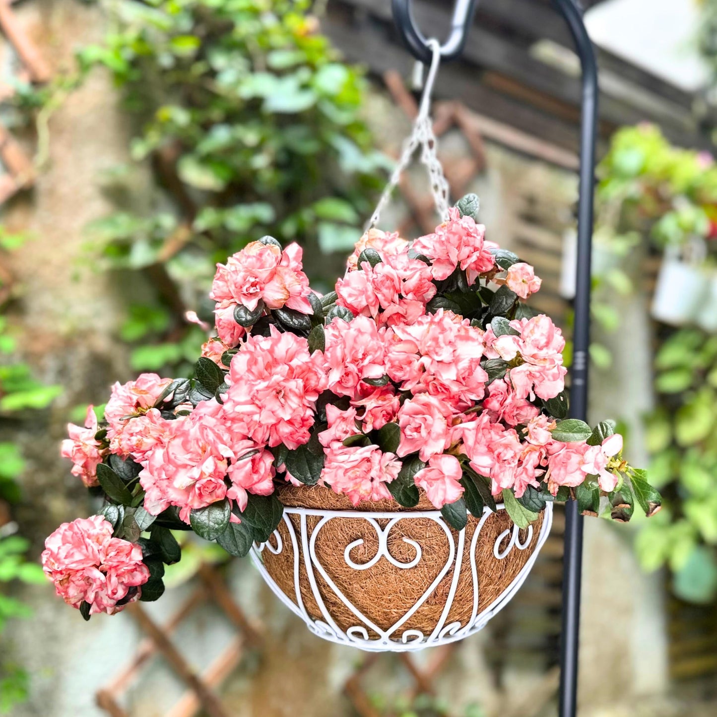 LaLaGreen Hanging Baskets for Plants (4 Pack, 14 Inch) Hanging Flower Pots with Coco Liner, White Metal Wire Round Basket Plant Holder with Hanger Hook Chain Outdoor Deck Patio Balcony Garden Decor