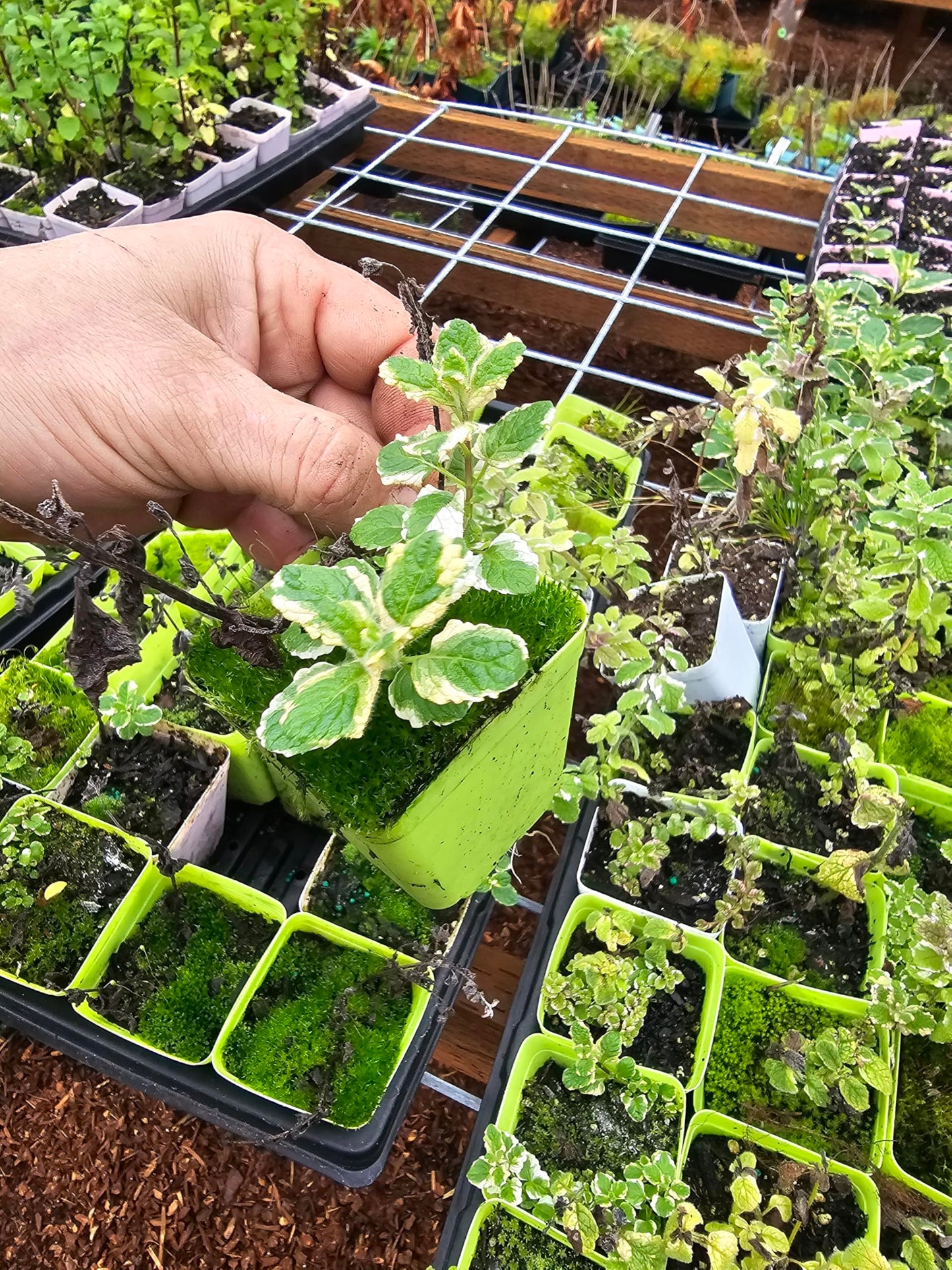 3 Pack Live Mint Plants Strawberry Orange Pineapple