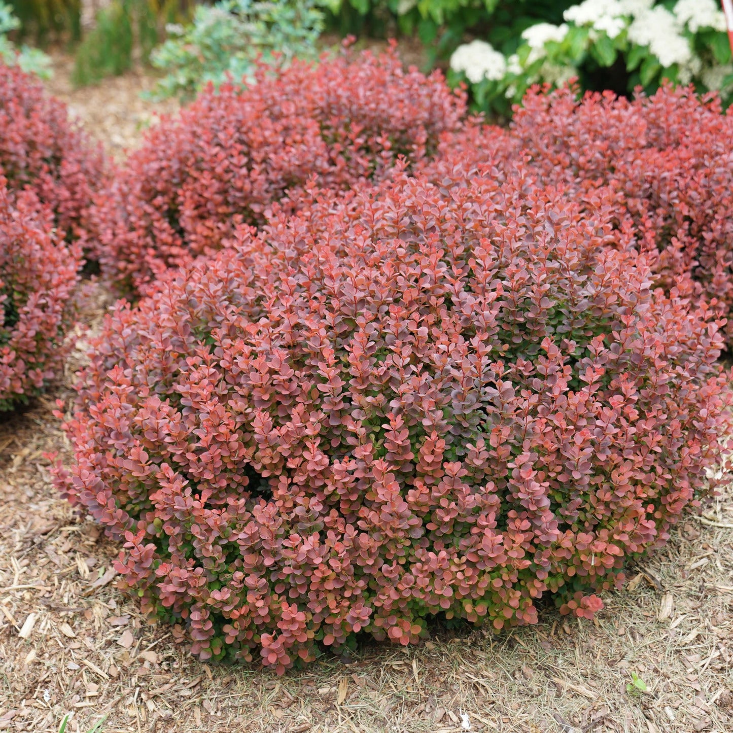 Proven Winners Sunjoy Mini Maroon Barberry (Berberis thunbergii) Live Plant, 4.5" Qt