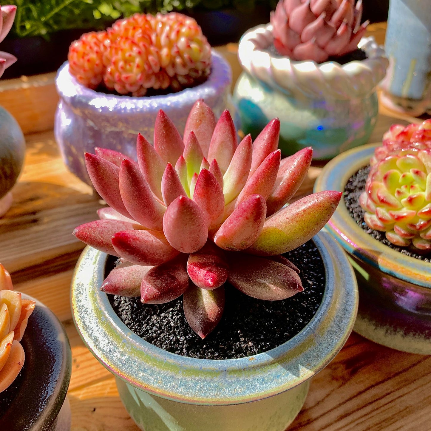 Generic Echeveria Cherry Rare Live Succulent Plants, 1 Head Pot Size 2"" Pink Live Plant, Excludes Pot & Soil, Garden Indoor Office Desk, Wedding Party Baby Shower Decor, Gift for Plant Enthusiasts