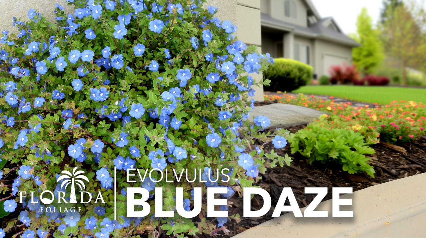 Blue Daze | 2 Large Trade Gallon Size Plants | Evolvulus Glomerata | Ground Cover, Heat Tolerant, Drought Tolerant, Low Maintenance, Perennial Blooms, Garden Border, Summer Flowers, Easy Care