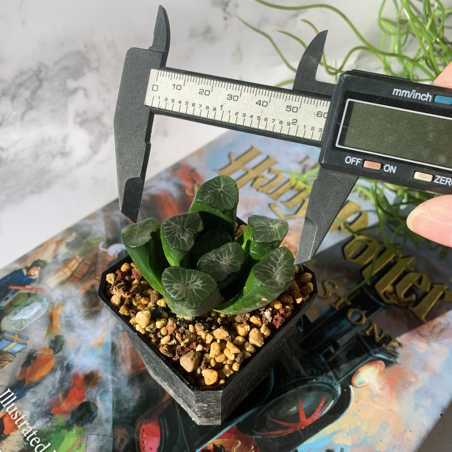Haworthia Maughanii-Sacred Spring Rare Live Succulent Plants, 2.5" Bare Root Without Pot & Soil, Garden Indoor Office Desk Baby Shower Decoration, Friend Plant Lovers Gifts