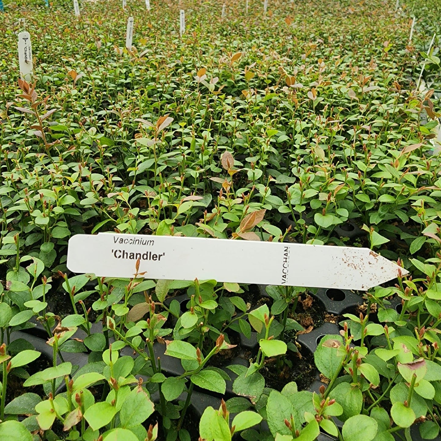 Live Chandler Blueberry Bushes (4 Pack) – Northern Highbush Blueberry Bushes for Planting, Vigorous Growth, Extended Harvest Season, Suitable for Various Climates