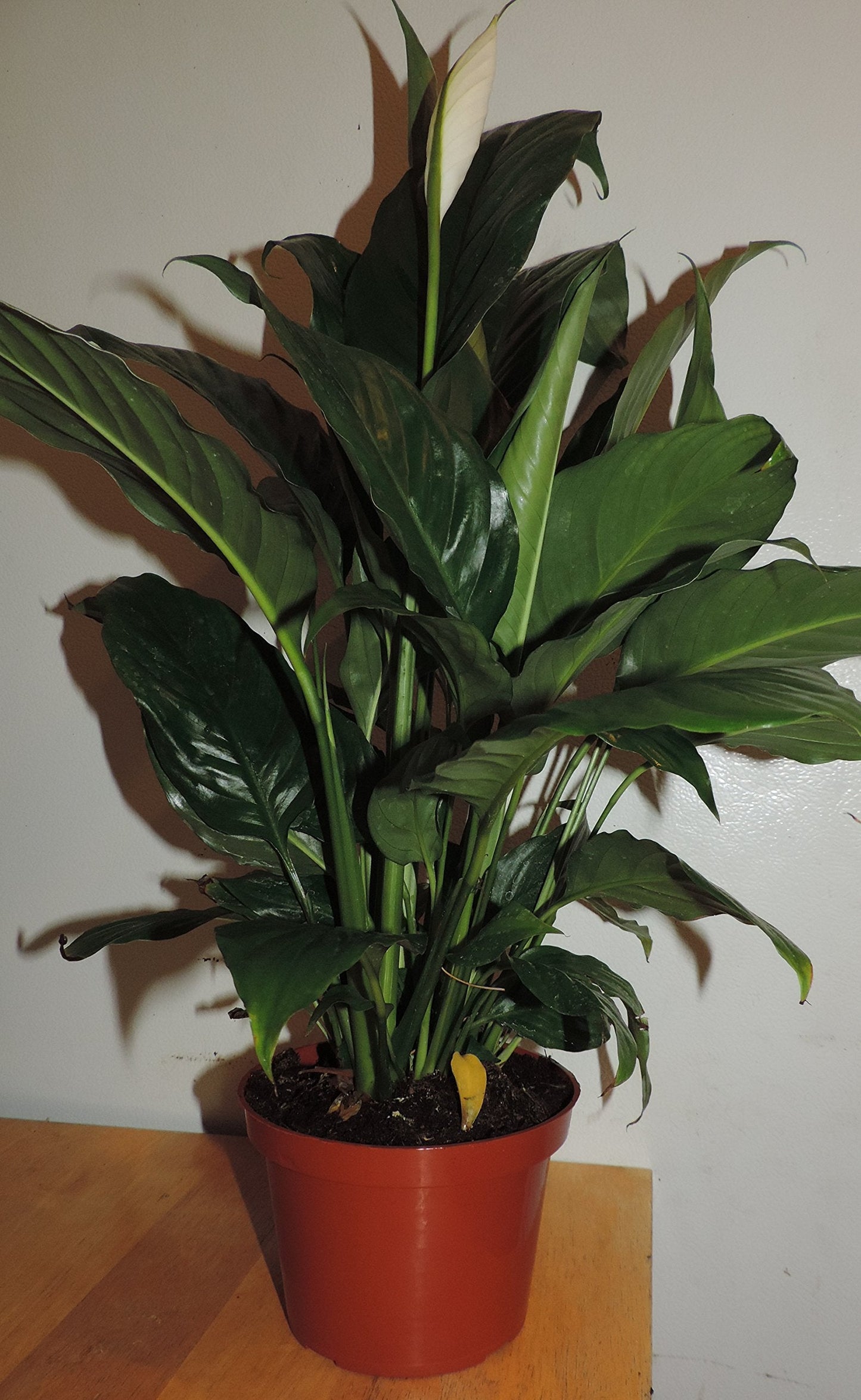 1-Peace Lily Plant - Spathyphyllium - Great House Plant - 6" Pot Unique -from jmbamboo
