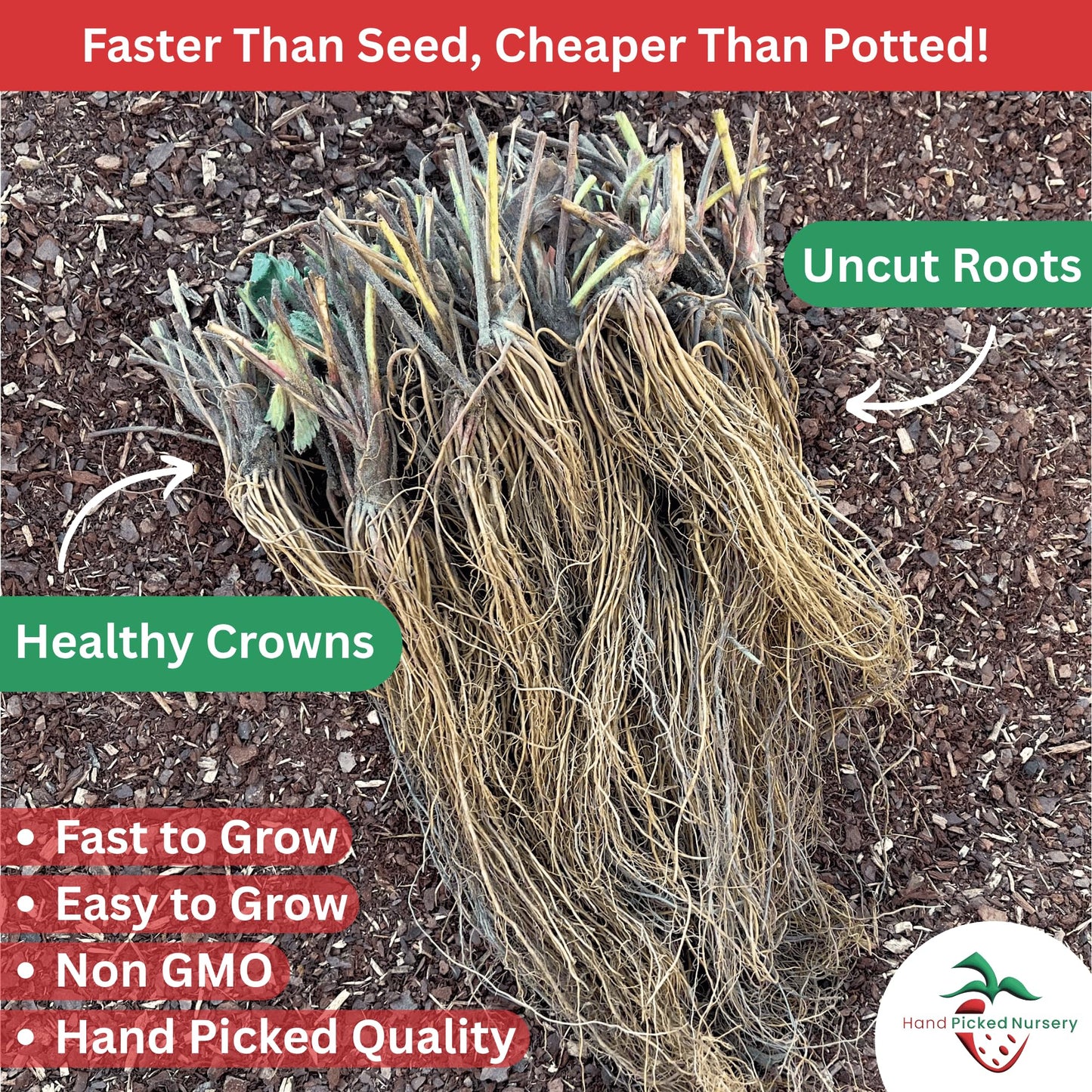 Earliglow June Bearing Bare Root Strawberry Plants - Heirloom Quality, Easy for Beginners - Early June Bearing Variety from Hand Picked Nursery (5)