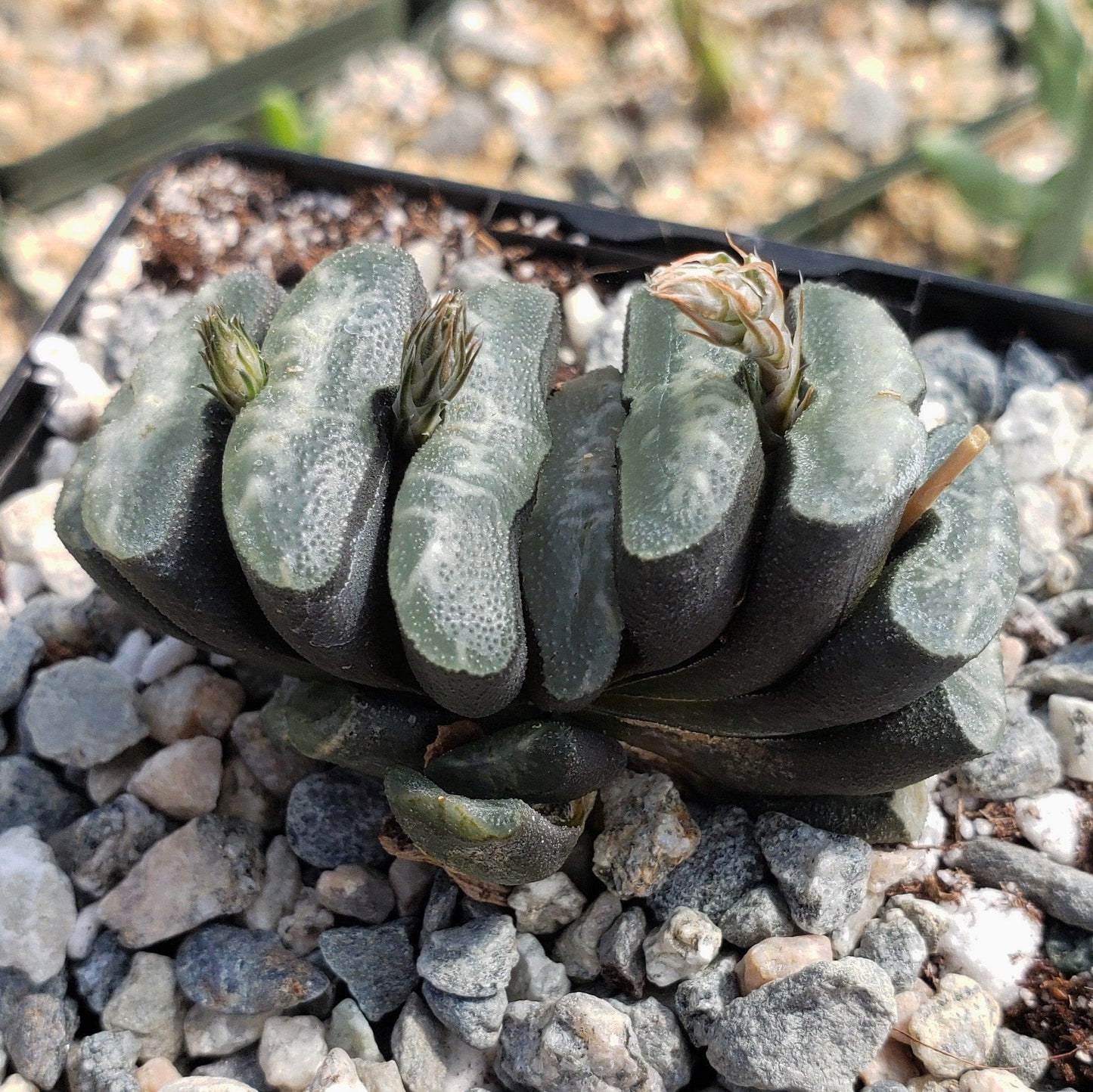 Haworthia Truncata Cacti Cactus Succulent Real Live Plant