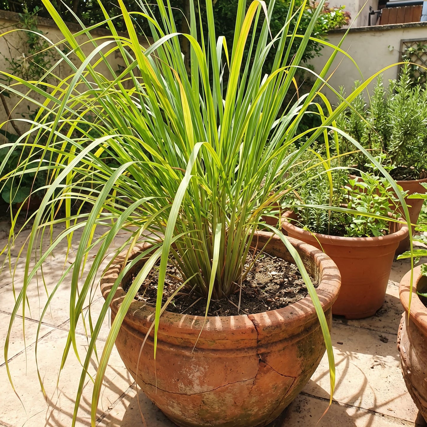 8 Lemongrass Plants Live 4-8 Inch Tall, Large Fragrant Lemon Grass Herbs Stalks for Container, Patio, or Garden, Well Rooted, High Yield