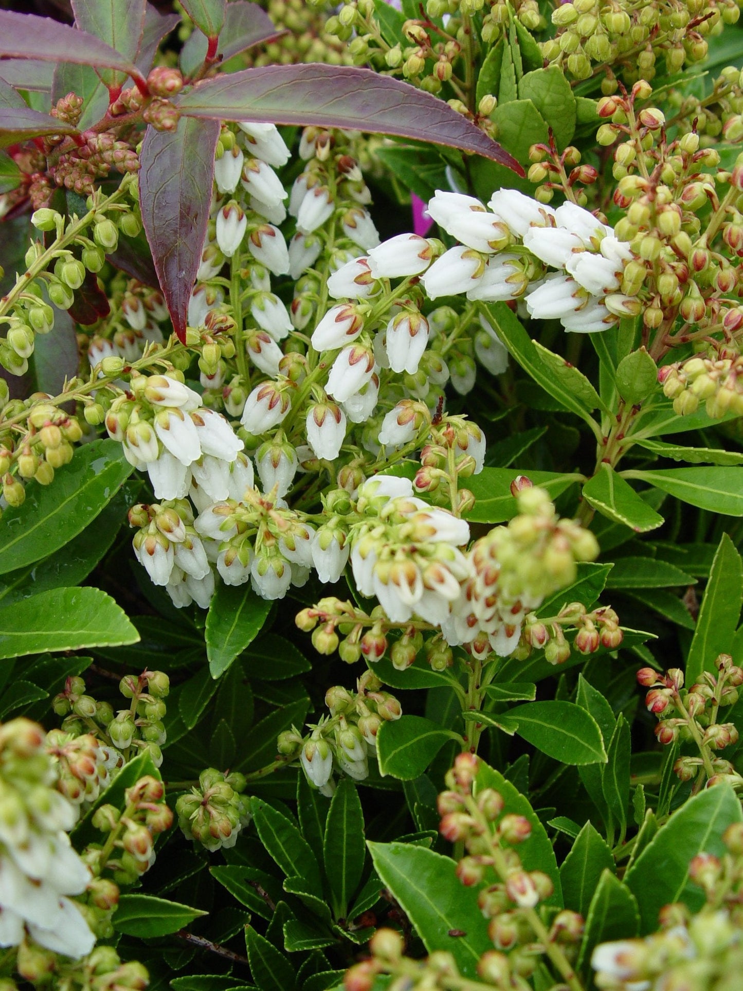 Live Plant from Green Promise Farms - Pieris jap. Cavatine, #3 Gallon Size Container, Evergreen, White Flowers - Plant Does NOT Ship to AZ, CA, HI, ID, MT, NV, OR, PR, UT & WA!
