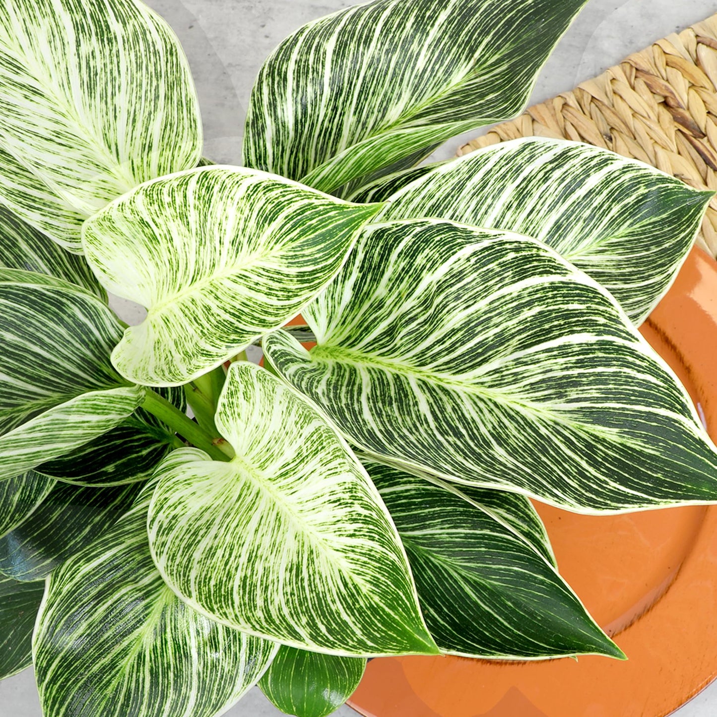 Variegated Philodendron Birkin Houseplant, Powerful Air Purifying Plant, Easy to Grow, Upright Philodendrons, Popular Live Indoor Plants, 6 in. Grower Pot