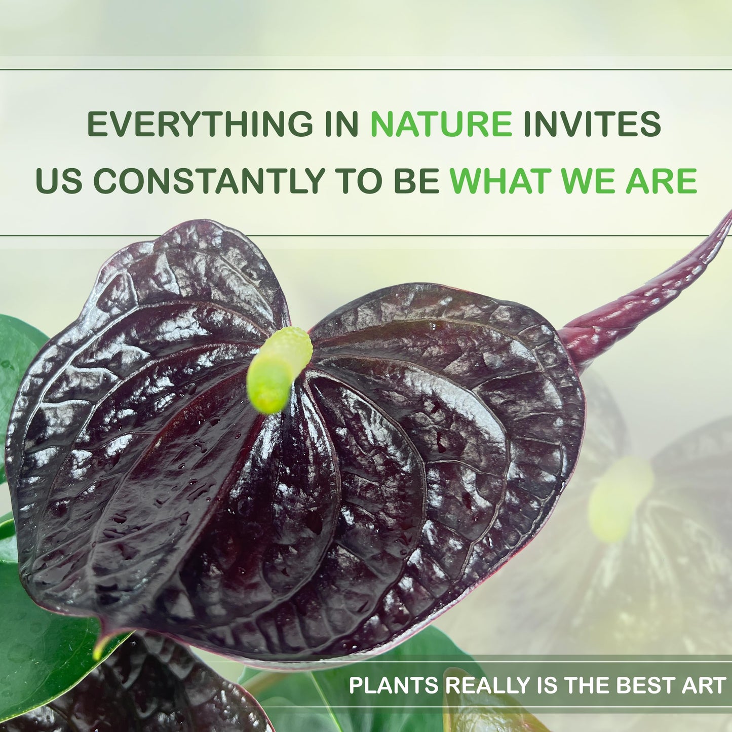 LEAL PLANTS ECUADOR Anthurium Andraeanum Mr Brown Live Plant (Pack of 2) Easy Care, Air-Purifying Indoor Plant for Wellness & Home Decor, Office Desk, Unique Sustainable Gift
