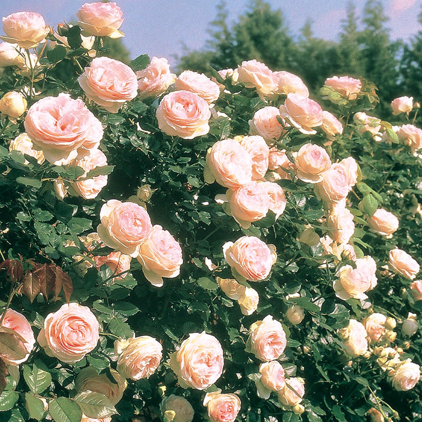 Eden Climbing Rose, 1.5 Gal Potted Live Plant, Reblooming Pink Flowers, Own Root, 12 ft Climber, Zones 5-9, Stargazer Perennials
