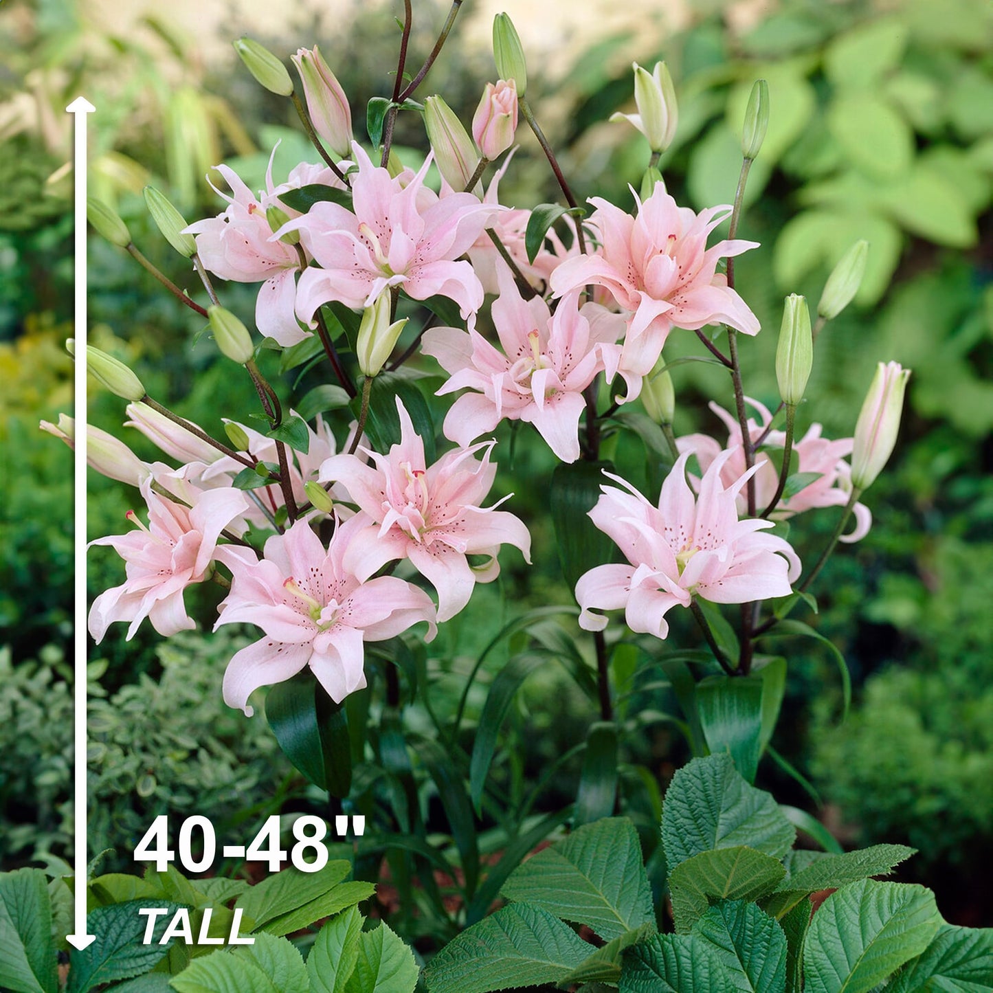 Garden State Bulb Double Elodie Light Pink Asiatic Lily Flower Bulbs, 14/16cm, Spring Planting (Bag of 10)