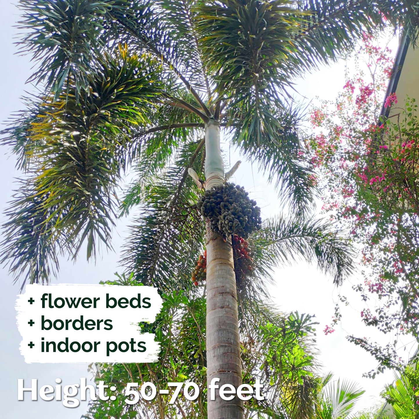 KVITER 20 Cuban Royal Palm Tree Seeds for Planting (Roystonea Regia), Palma Real Cubana – Rare Exotic, Fast-Growing, Majestic Palm Seeds – Perfect for Backyards, Tropical & Subtropical Gardens