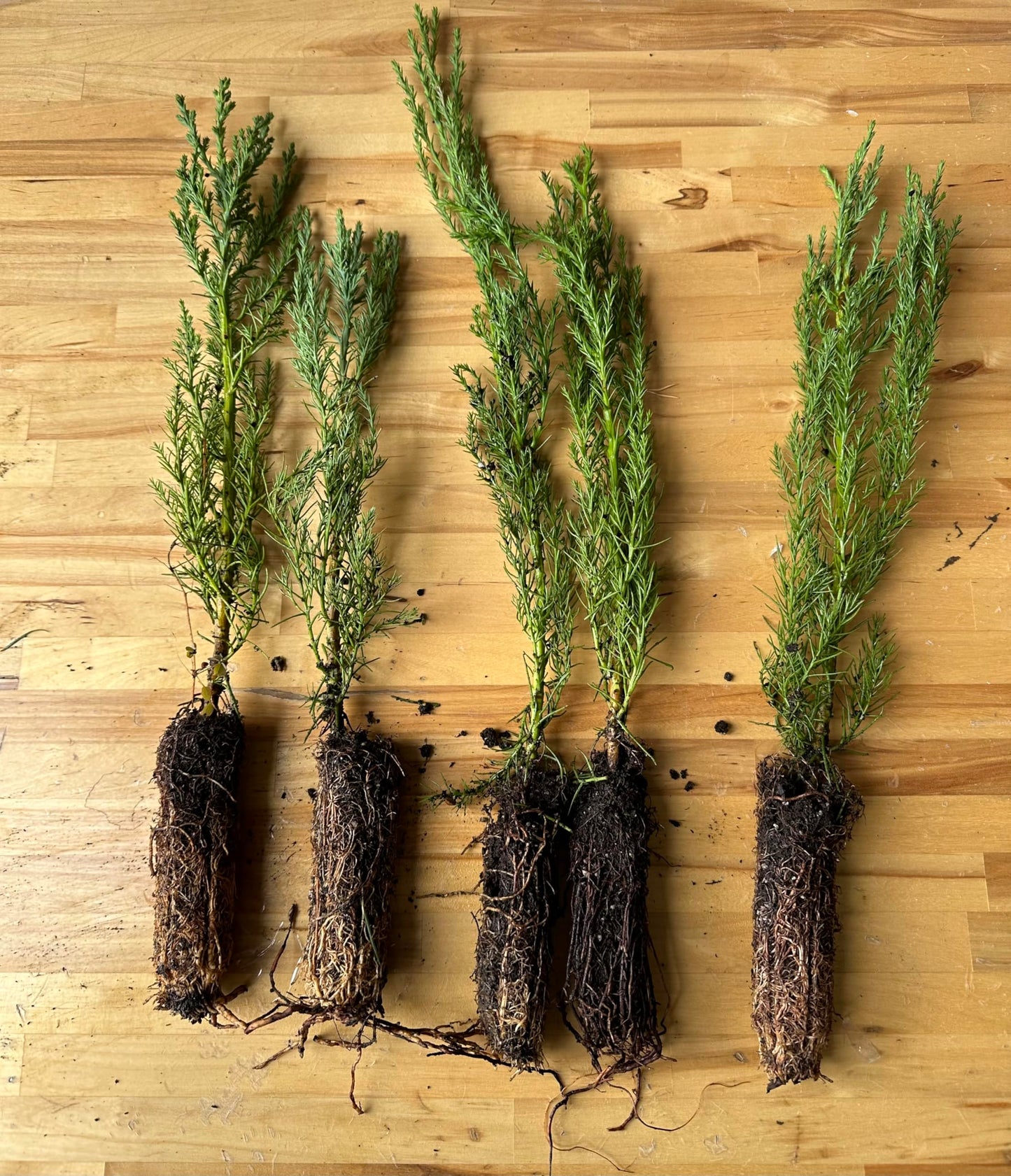 5 Live Giant Sequoia Tree Sapling (Approx. 1'-1.5' Tall)- Nature’s Giant in Your Backyard
