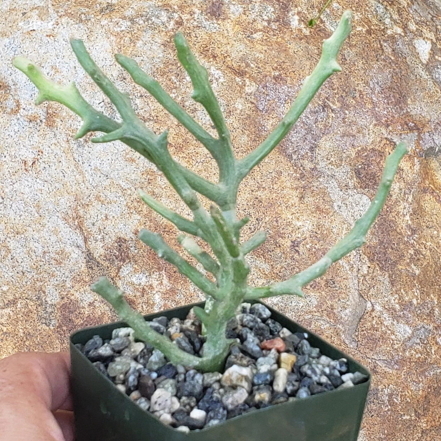 Euphorbia stenoclada spineless Cacti Cactus Succulent Real Live Plant