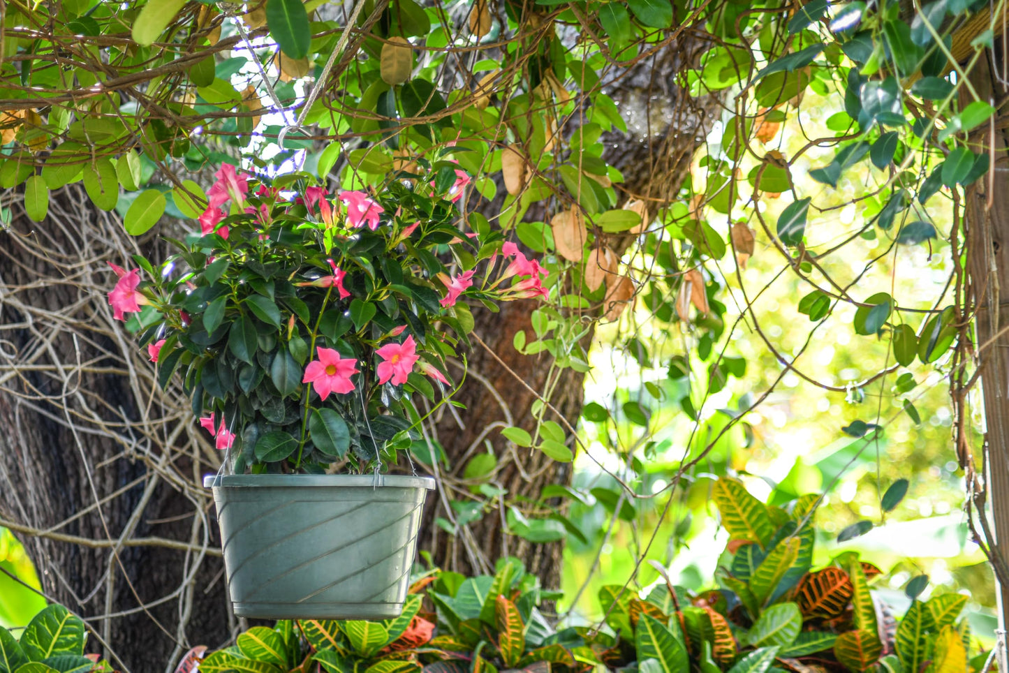 Tropical Plants of Florida Pink Dipladenia Hanging Basket 12 Inch Live Flowering Plant, 14 Inch Wide by 18 Inch Tall, Vibrant Pink Patio Porch Balcony Blooms