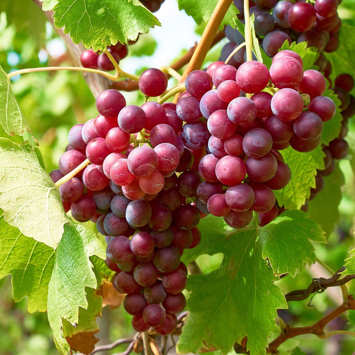 Garden State Bulb Red Suffolk Seedless Grape, Bare Root, Non-GMO, Spring Planting (Bag of 1)