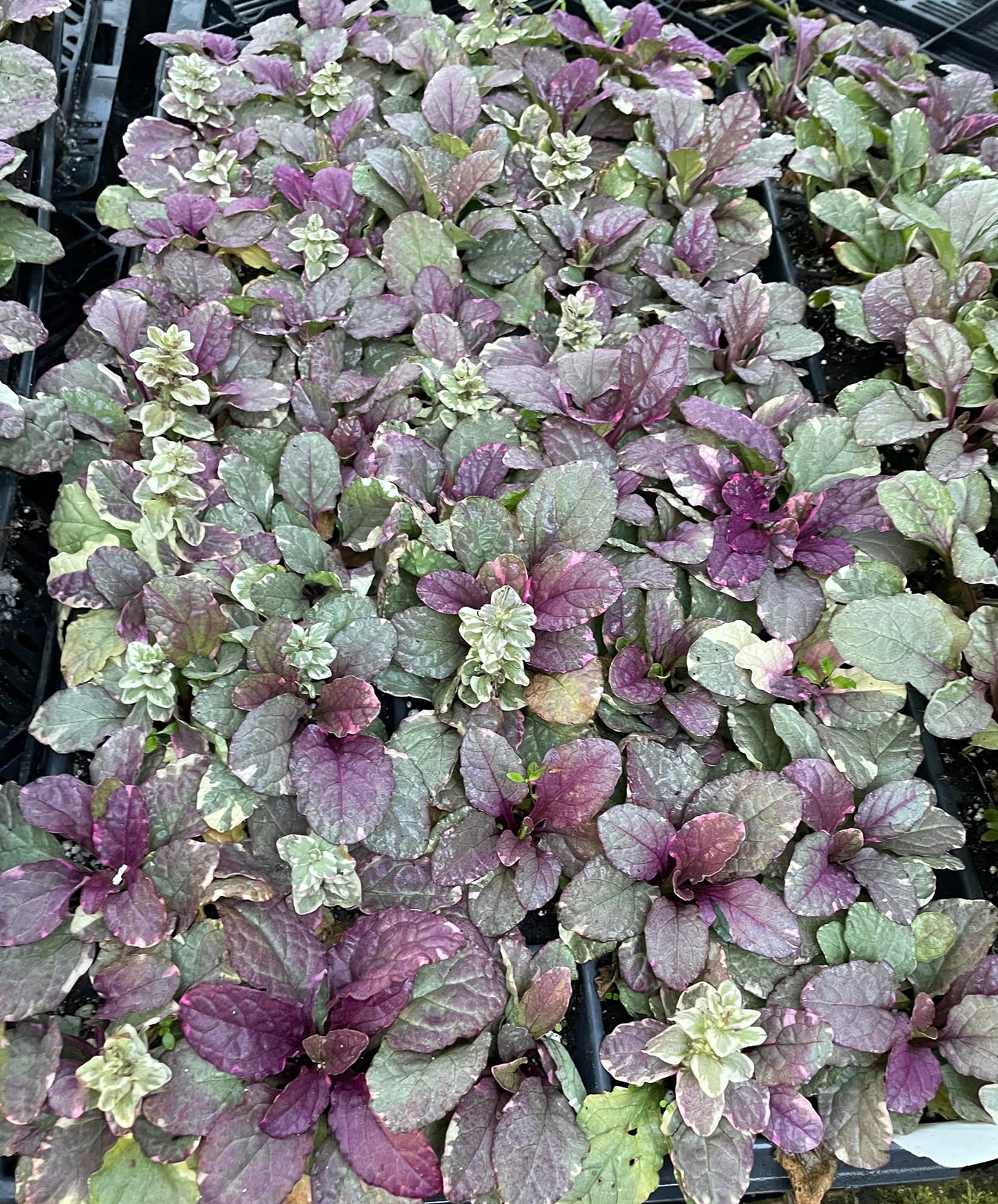 Burgundy Glow Ajuga 48 Plants - Carpet Bugle - Very Hardy -1 3/4" Pots