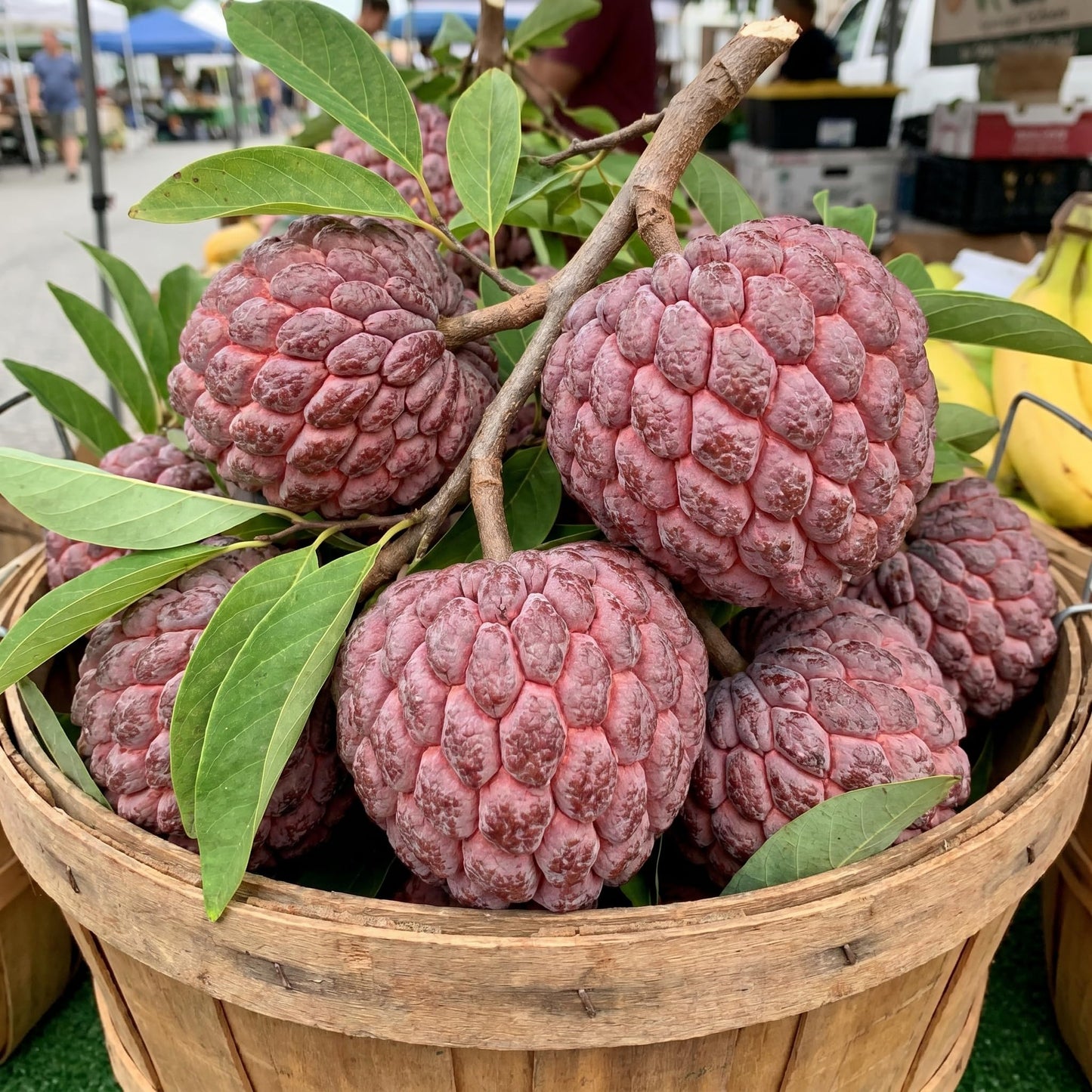 Sugar Apple Tree 2-3 Feet Tall in 3 Gallon Pot, Sweet Tropical Fruit Tree, Backyard and Container Planting, No CA (Red Sugar Apple)