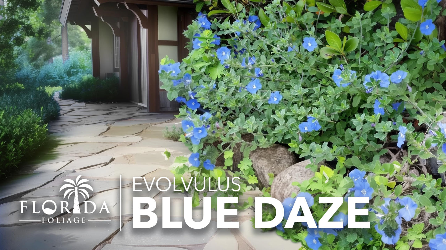 Blue Daze | 2 Large Trade Gallon Size Plants | Evolvulus Glomerata | Ground Cover, Heat Tolerant, Drought Tolerant, Low Maintenance, Perennial Blooms, Garden Border, Summer Flowers, Easy Care