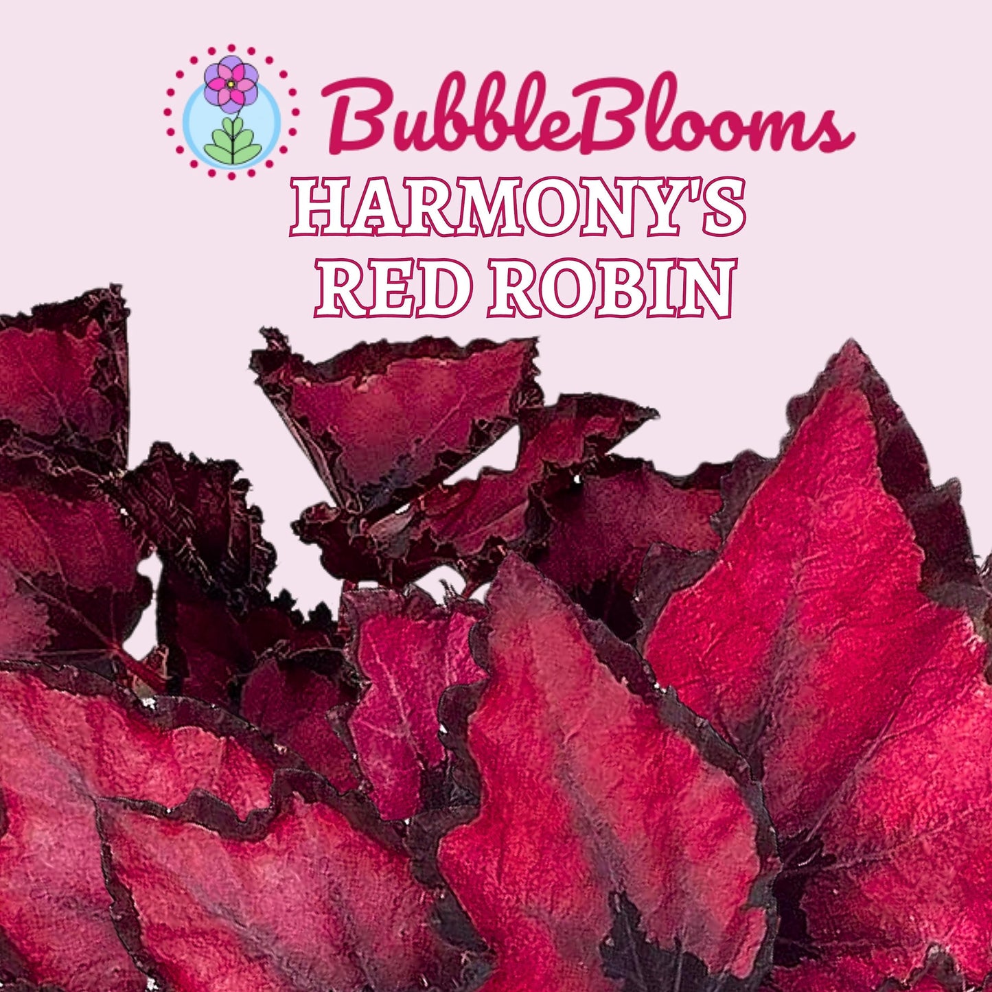 Harmony Foliage Harmony's Red Robin, Begonia Rex, Dark 4 inch Painted-Leaf Begonia, Variegated