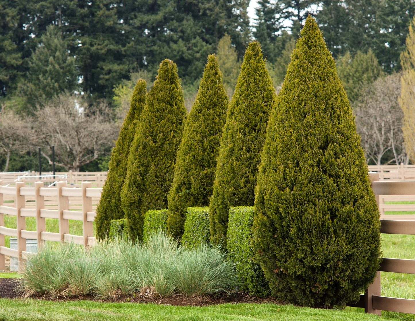 Spartan Juniper - 60 Live Trees - Juniperus Chinensis