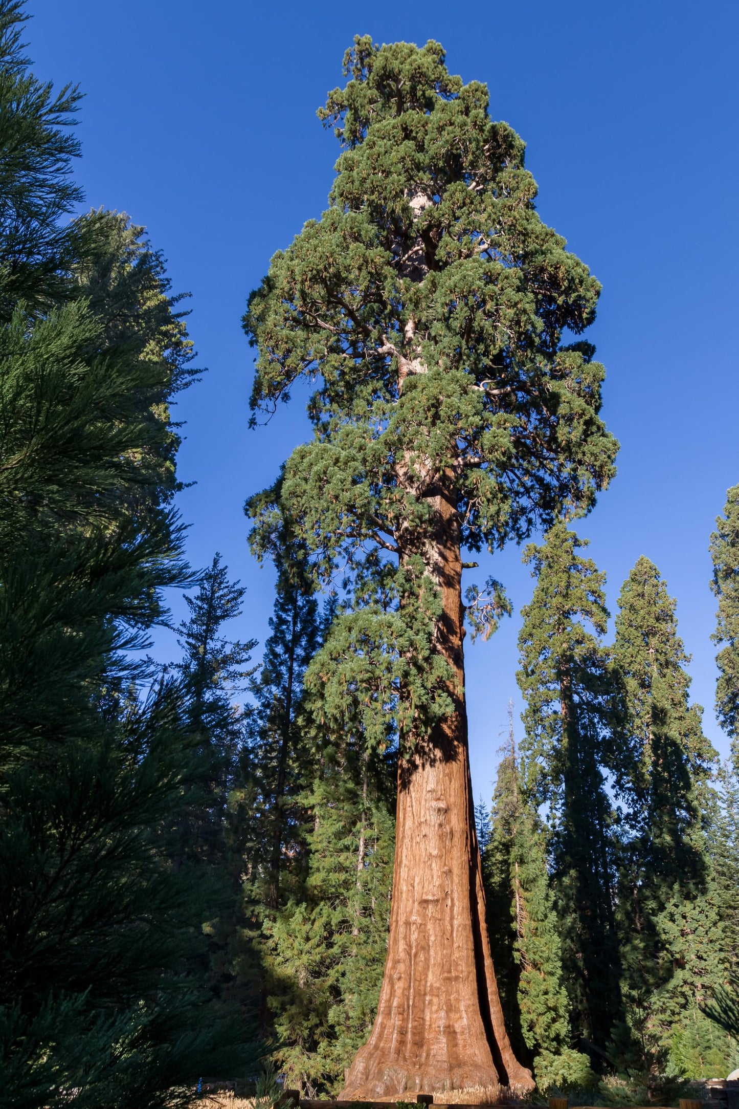5 Live Giant Sequoia Tree Sapling (Approx. 1'-1.5' Tall)- Nature’s Giant in Your Backyard
