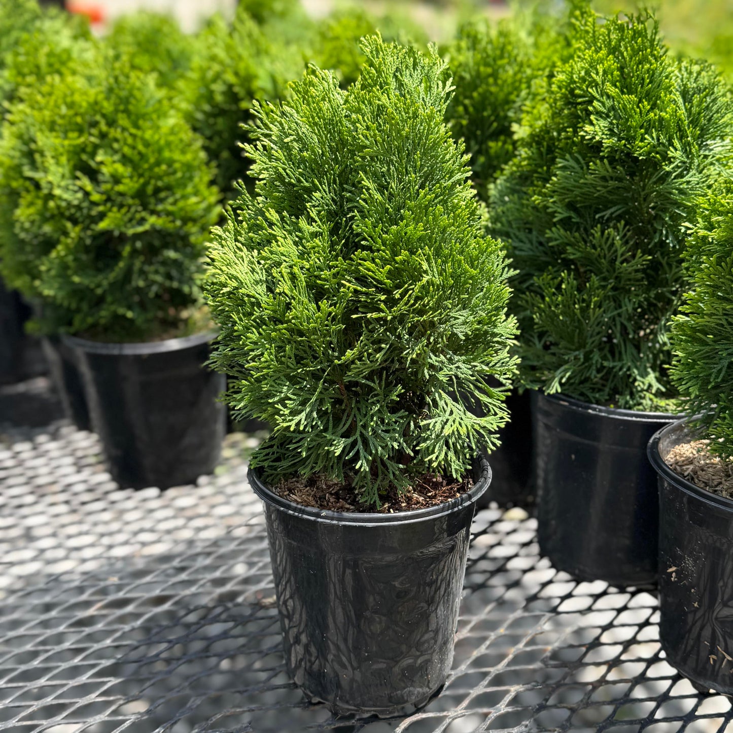Lewis Bamboo Emerald Green Thuja Tree, Outdoor Privacy Screen, Fast Growing Evergreen, Compact Growth, Sun to Shade, 15 ft Maximum Height (3)