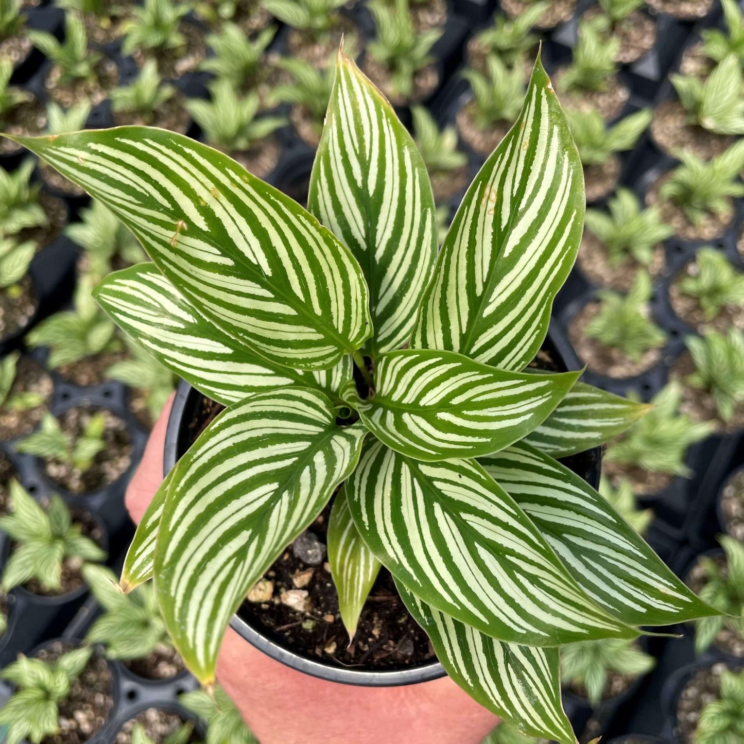 Calathea Vittata Live Plant for Indoor | Different Houseplants in 4'' & 6'' Pot | Real House Plant for Living Room, Office, Desk & Bathroom | Peacock Plant | Zebra Plant