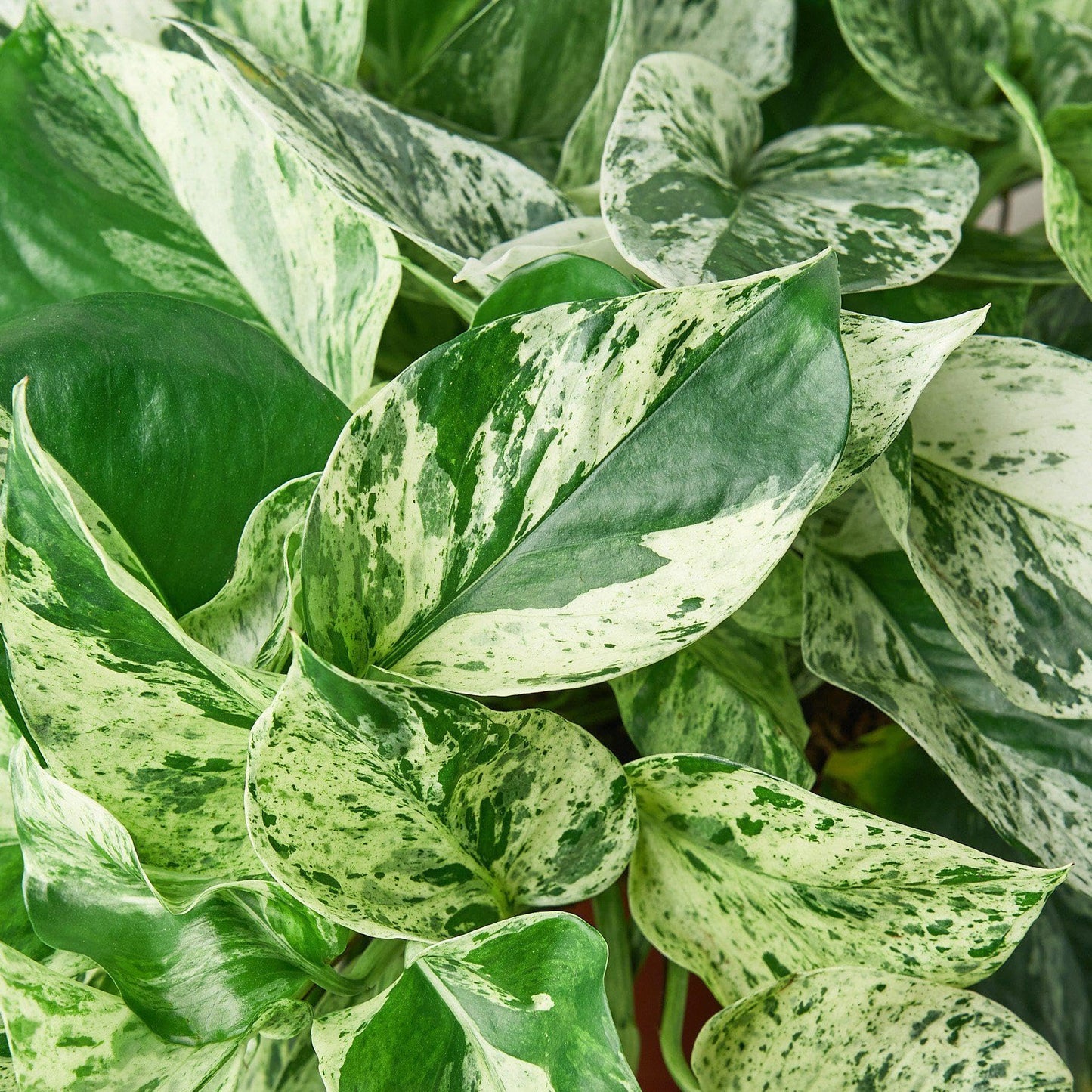 Pothos 'Marble Queen' | Live Plant for Indoor & Outdoor | for Living Room, Office, Bathroom | (8" Pot)