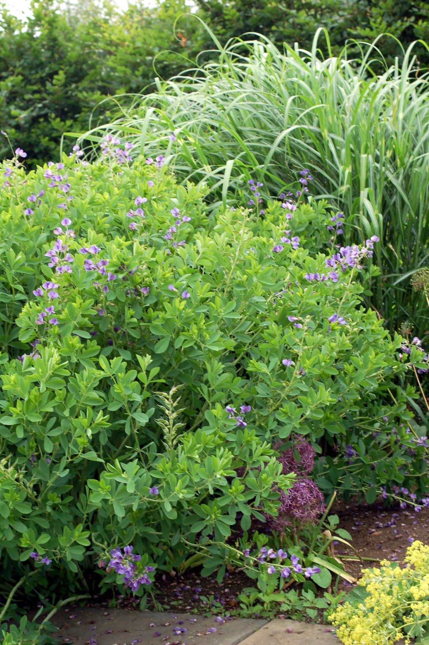Live Plant from Green Promise Farms - Baptisia Australis, Blue Indigo #1 Gallon Size Container Purple Flowers, This Plant Does NOT Ship to AZ, CA, HI, ID, MT, NV, OR, PR, UT & WA!!