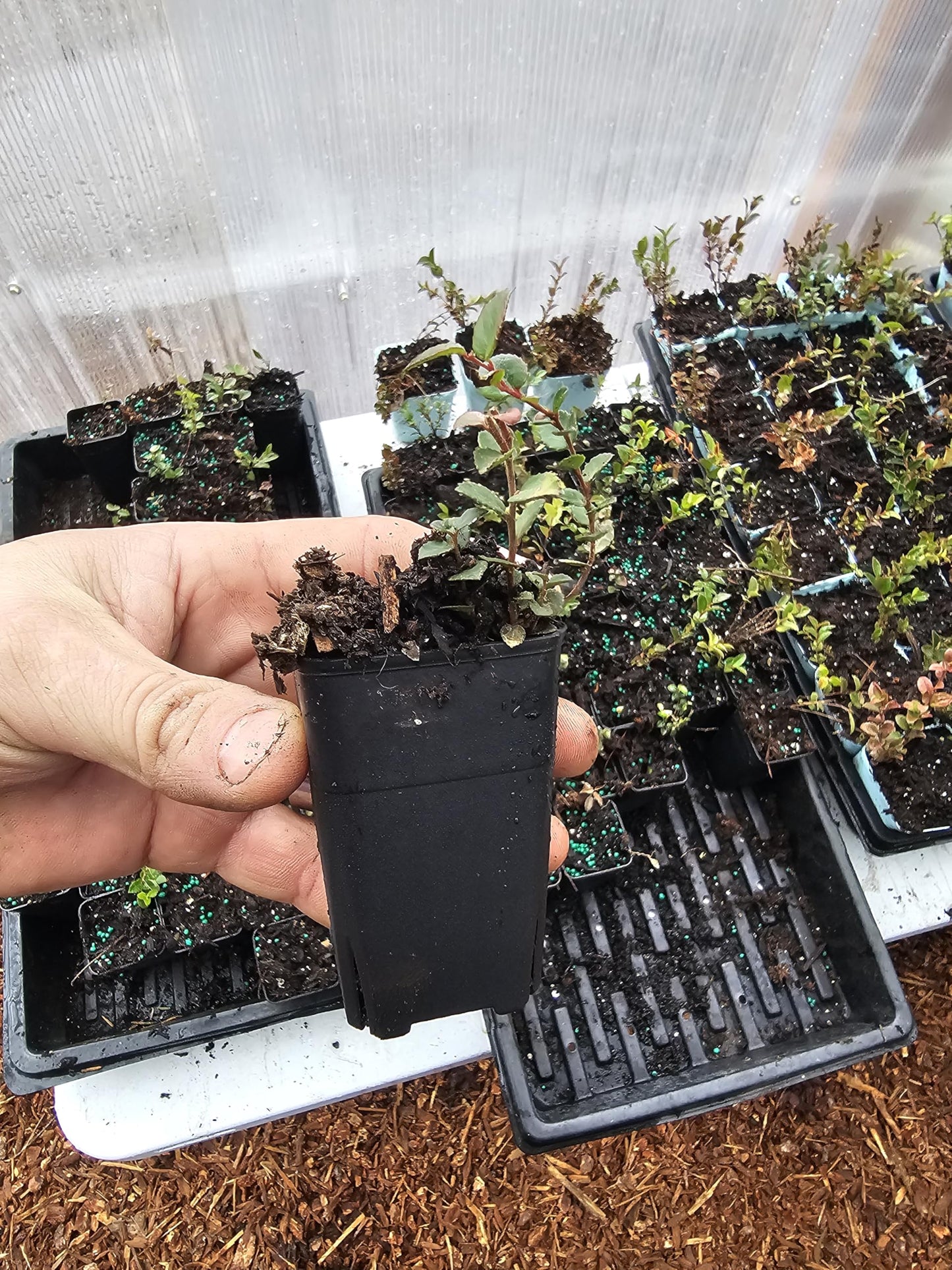Live VACCINUM OVATUM Evergreen Huckleberry Shrub Plants, 2 Count, Outdoor, Full Sun, Well-Draining Soil (1, Tiny)
