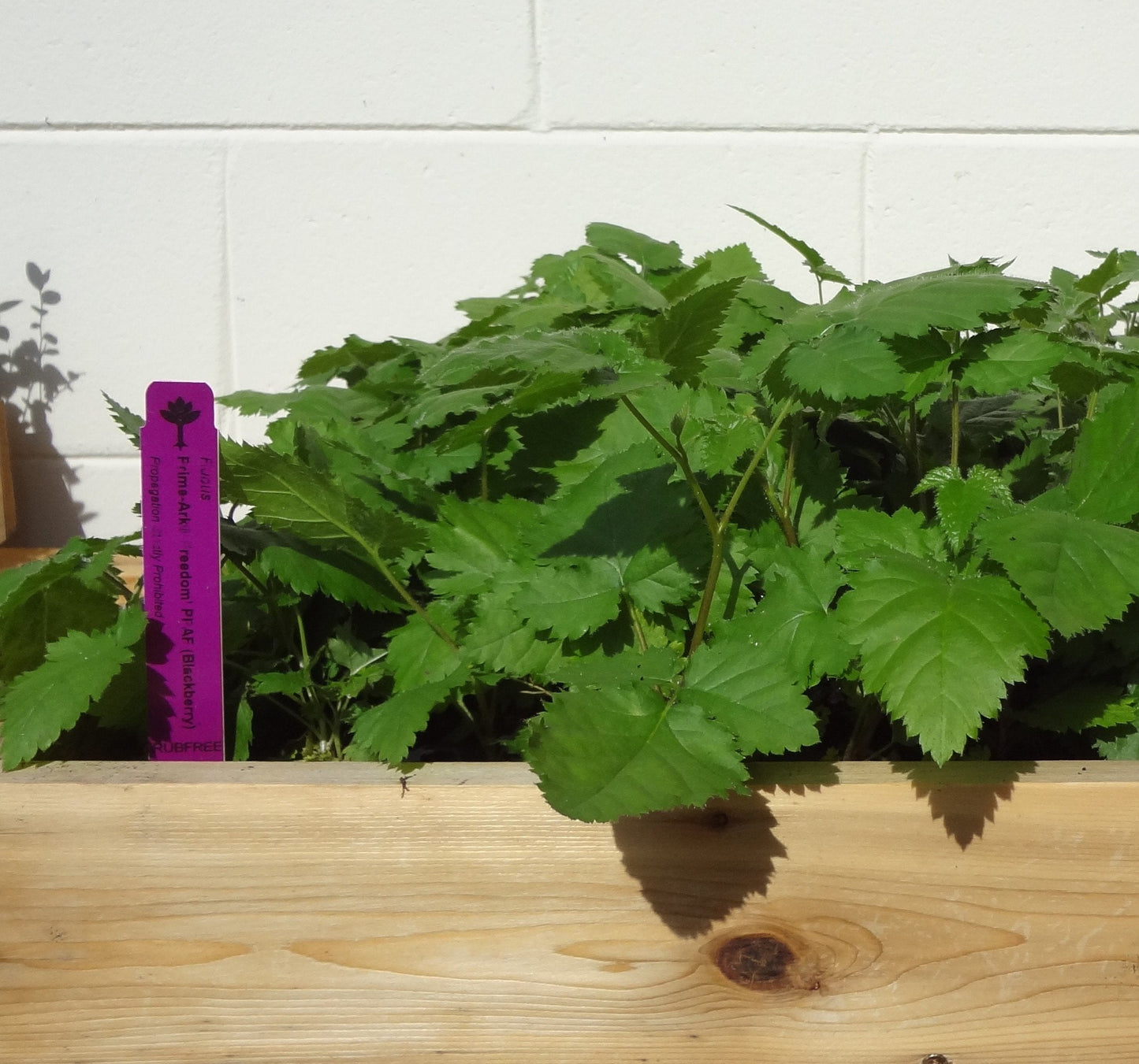 BlackBerry Plants Prime-Ark Freedom Price Includes Four (4) Plants