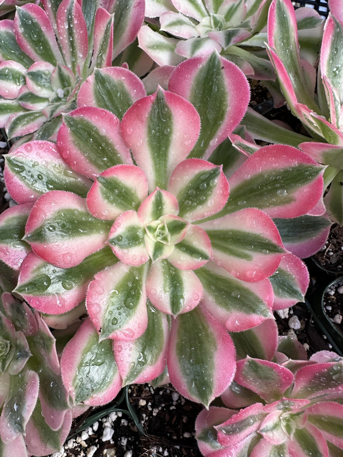 Grow Margo Aeonium Pink Witch Live Succulent (4" Plant Pot), Succulents Plants Live, Succulent Plants Fully Rooted, Rare House Plant for Home Office Decoration, DIY Projects, Party Favor Gift