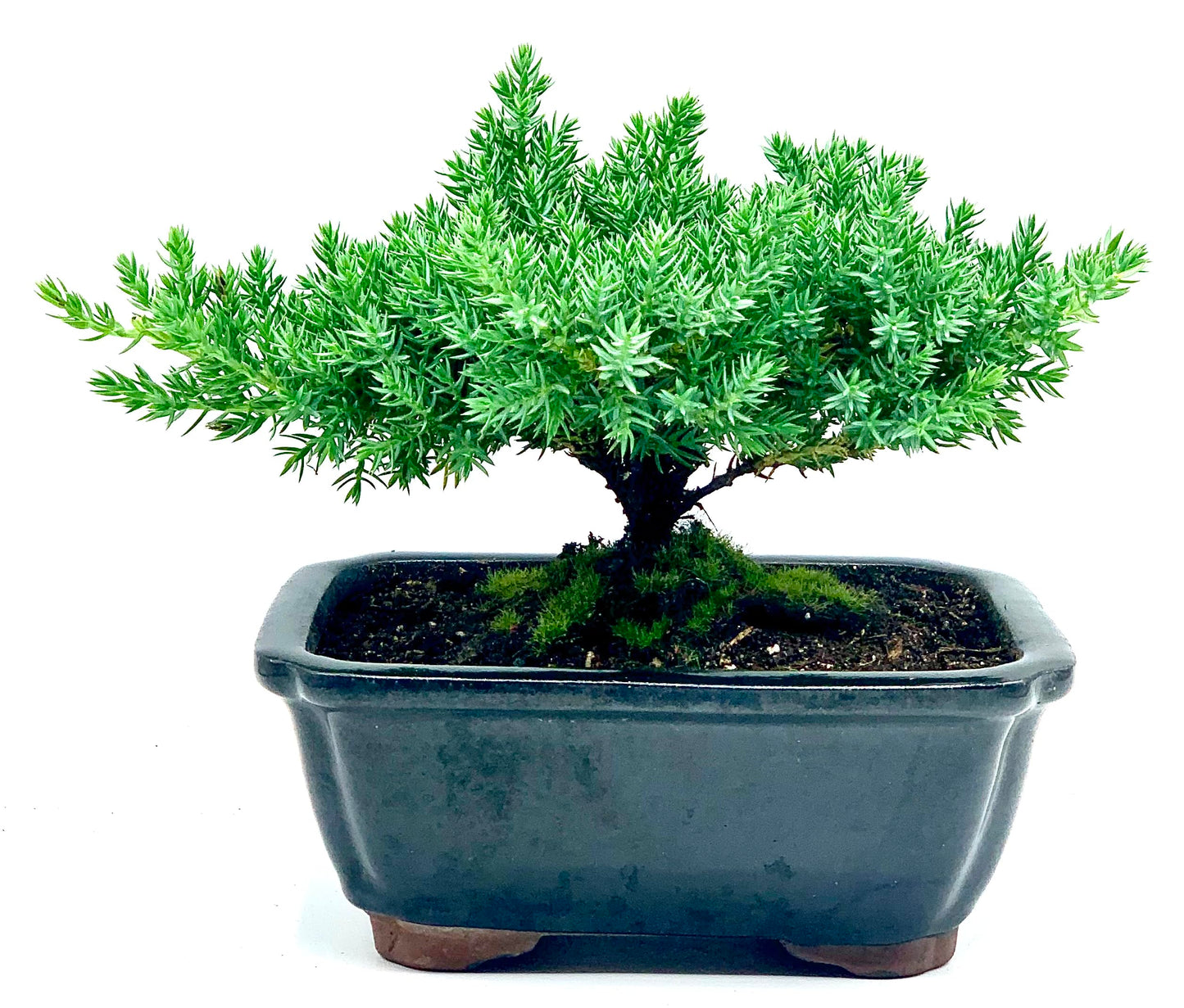 Live Dwarf Juniper Bonsai Tree | Indoor/Outdoor | 100% Handcrafted| Home and Office Décor | Best Gift for Holiday | Good for Beginner