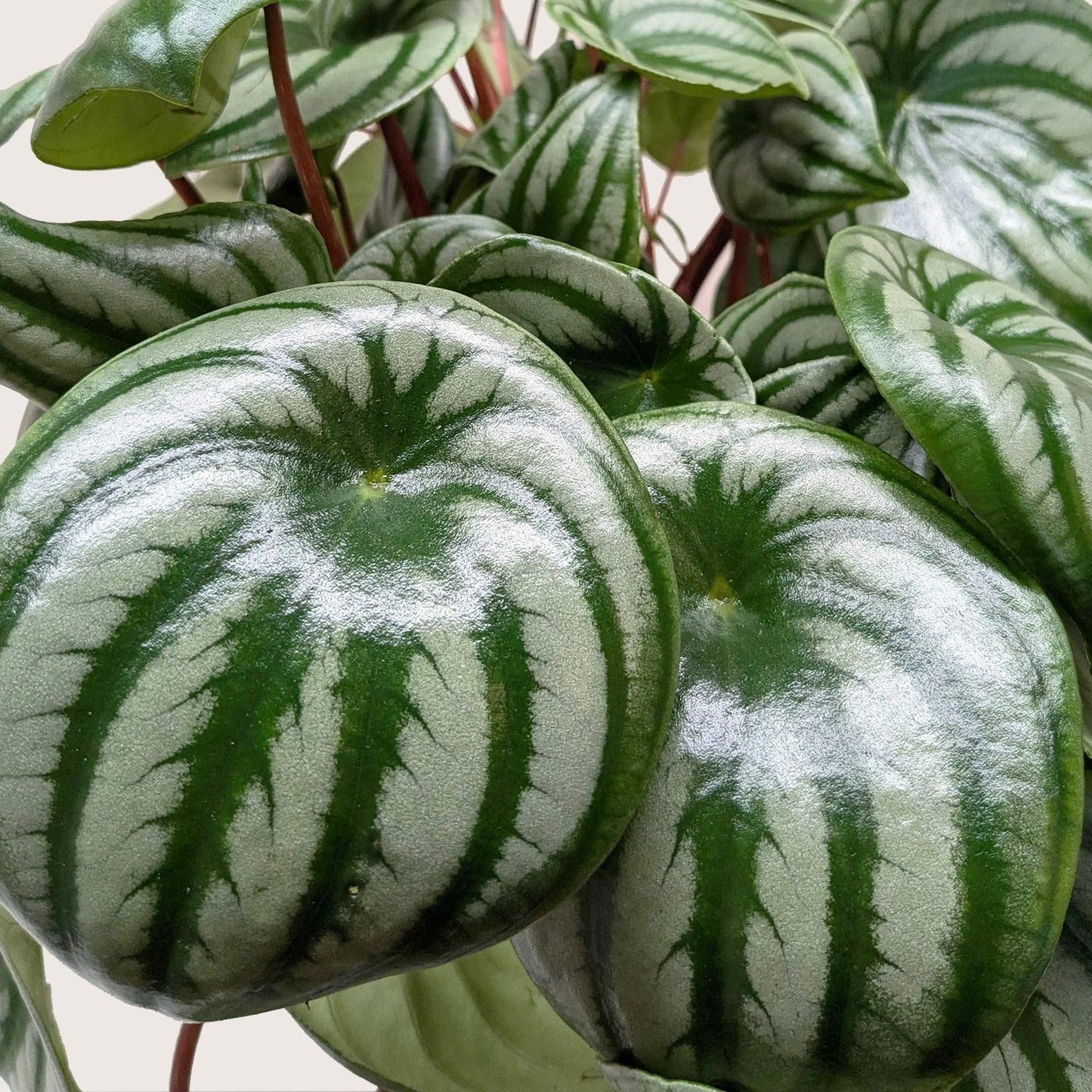 Peperomia Watermelon | Live Plant for Indoor & Outdoor | for Living Room, Office, Bathroom | (6" Pot)
