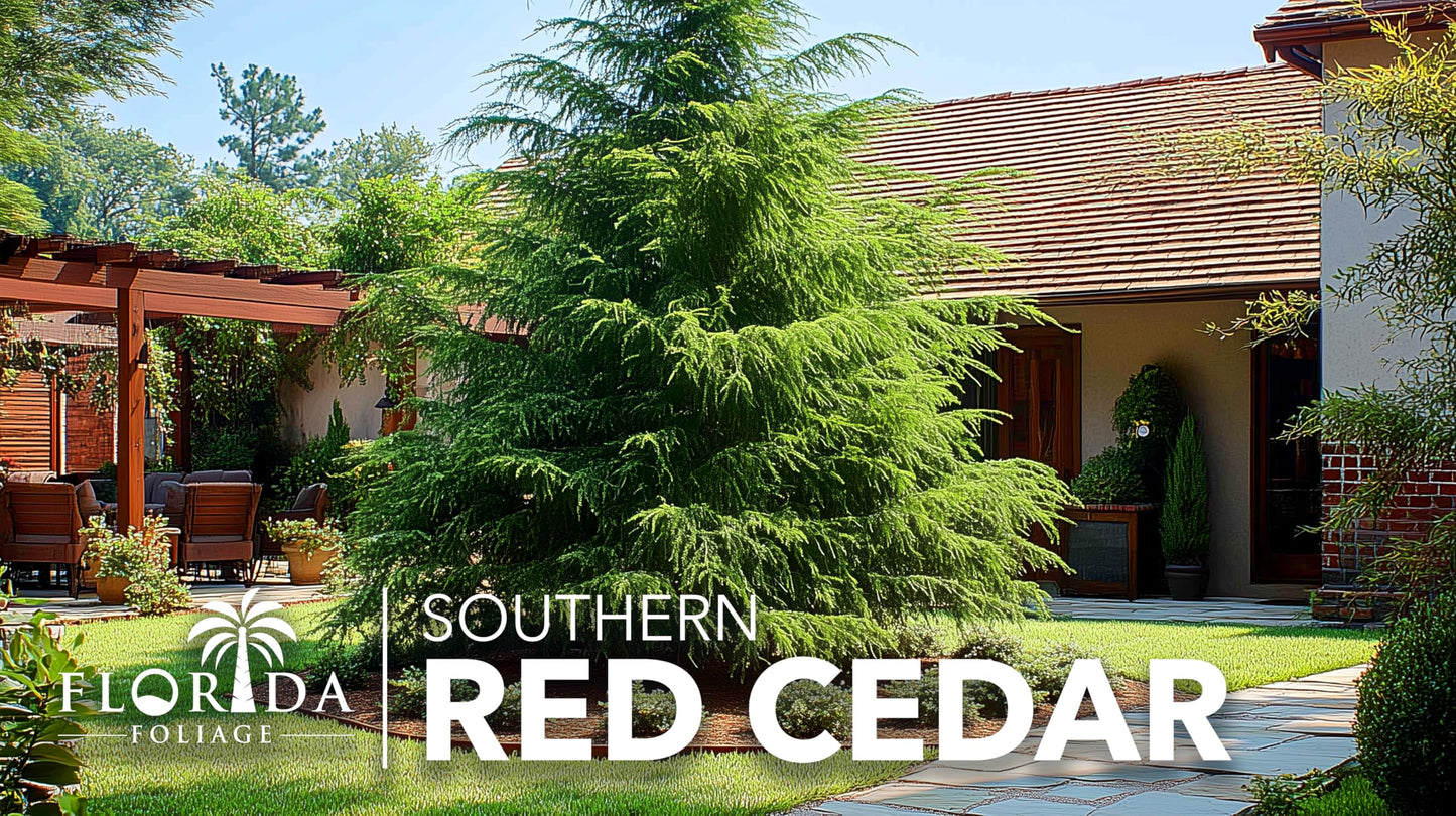 Southern Red Cedar | 10 Live Plants | Juniperus Virginiana Silicicola | Evergreen Privacy Trees | Native Landscape Plants