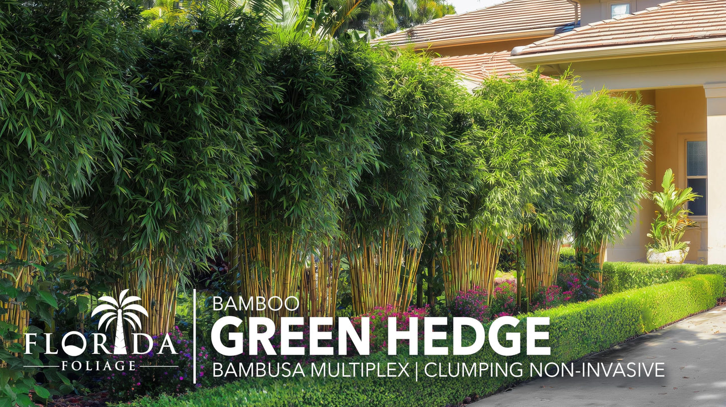 Bamboo Green Hedge | 2 Extra Large Trade 3 Gallon Plant | Bambusa multiplex | Upright Clumping Bamboo | Fast Growing Privacy Hedge Windbreak Gardens Borders Beds Walkways Decorative Accent Outdoor