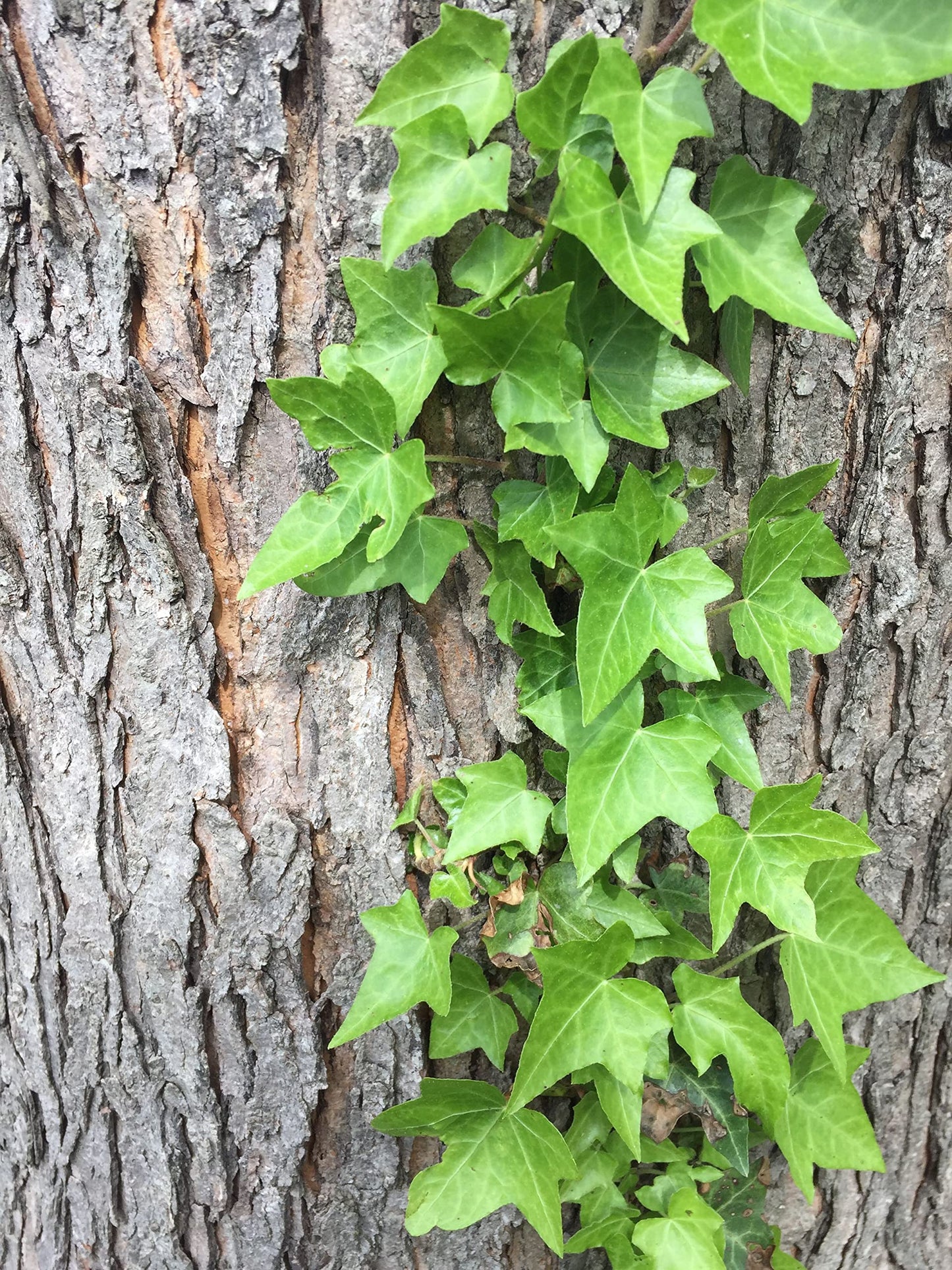 Green English Ivy - 5 Live Plants in 6 Inch Pots - Hedera Helix - Beautiful Easy Care Indoor Air Purifying Houseplant Vine