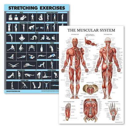 2 Pack Stretching Exercises and Muscular System Anatomy Poster Set - Laminated 2 Chart Set - Stretching Workout Routine & Muscle Anatomy Diagram [DARK] (LAMINATED, 18” x 24”)