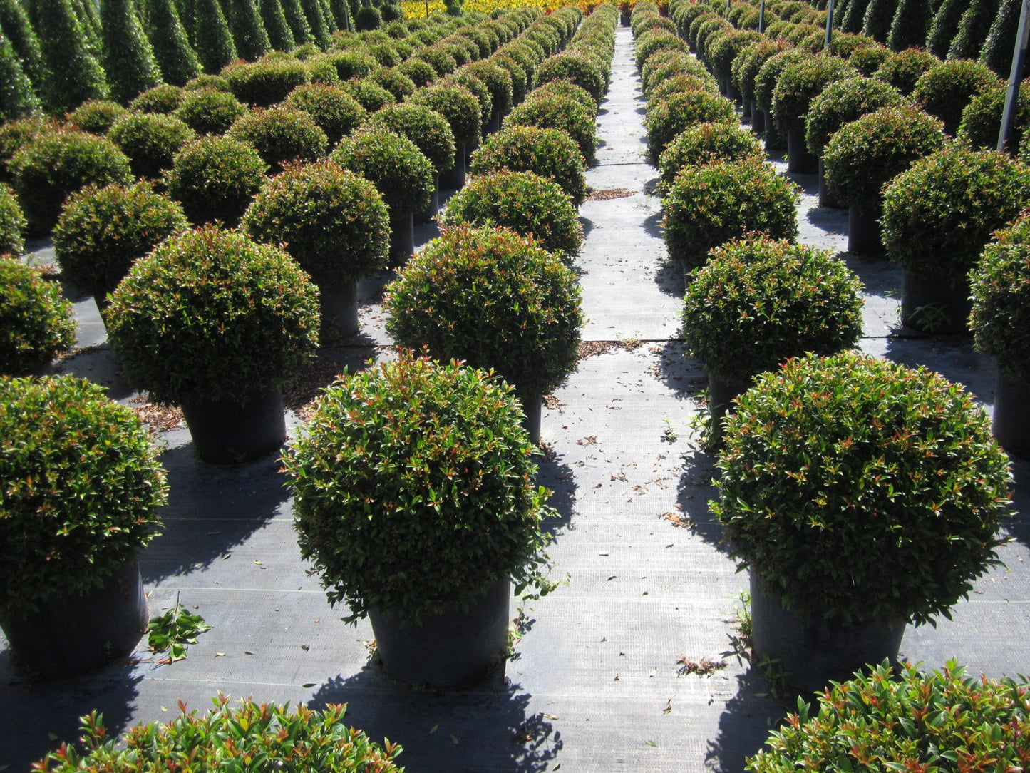RedCrocus - RedCrocus Dwarf Brush Cherry Eugenia myrtifolia 'Globulus' — Evergreen Shrub, Compact, Ideal for Hedges, Containers & Landscape, Pollinator Friendly 10" Pot