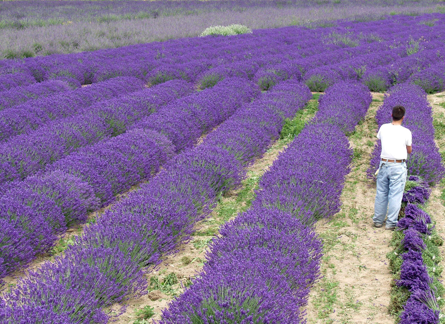 L+ French Provence Lavender — 4 Live Plants in 4" Pots — Blue-Purple Flowers — Fragrant, Bee-Friendly, Drought & Deer Resistant Perennial — Zones 5–9 — Grown in Sequim, WA