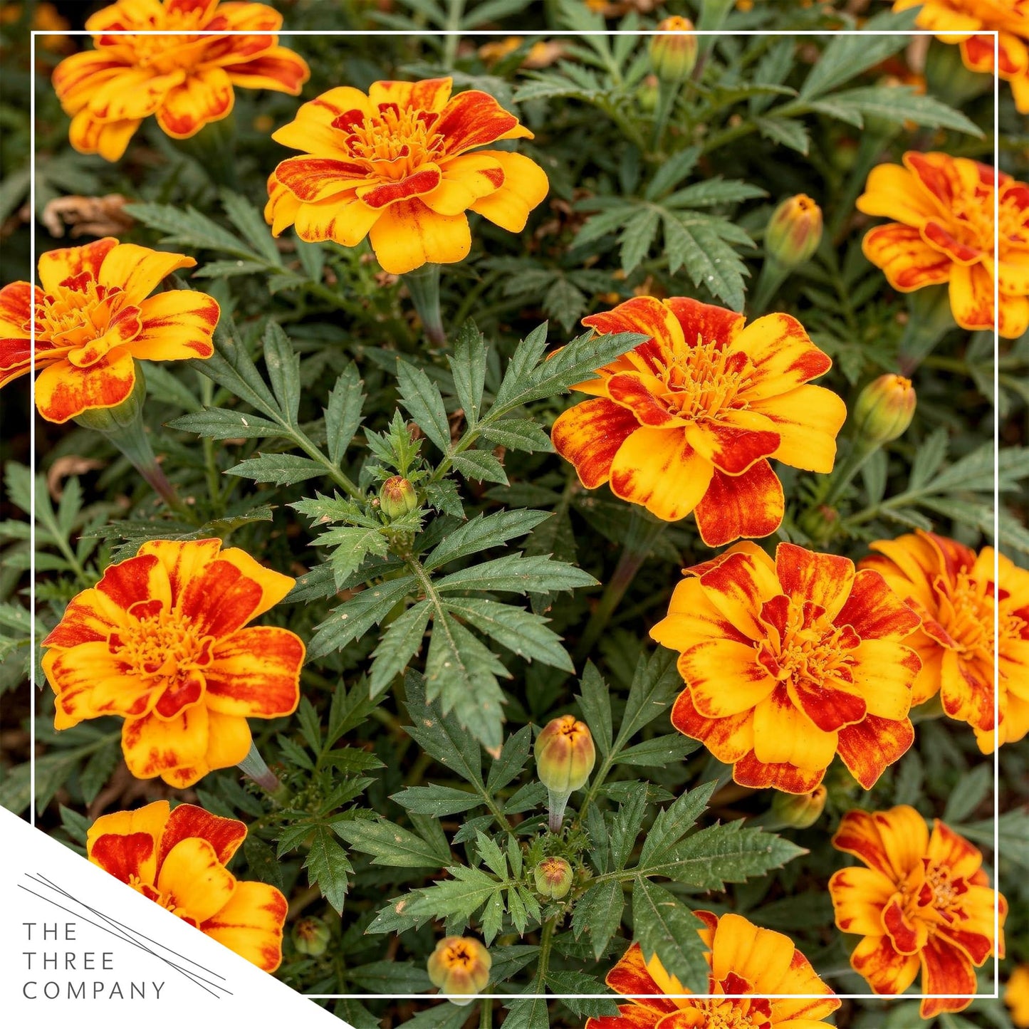Live Flowering Marigold - Durango Bolero (4 Per Pack), Beautiful Spring Color, 8" Tall by 4" Wide in 1 Pt Pot