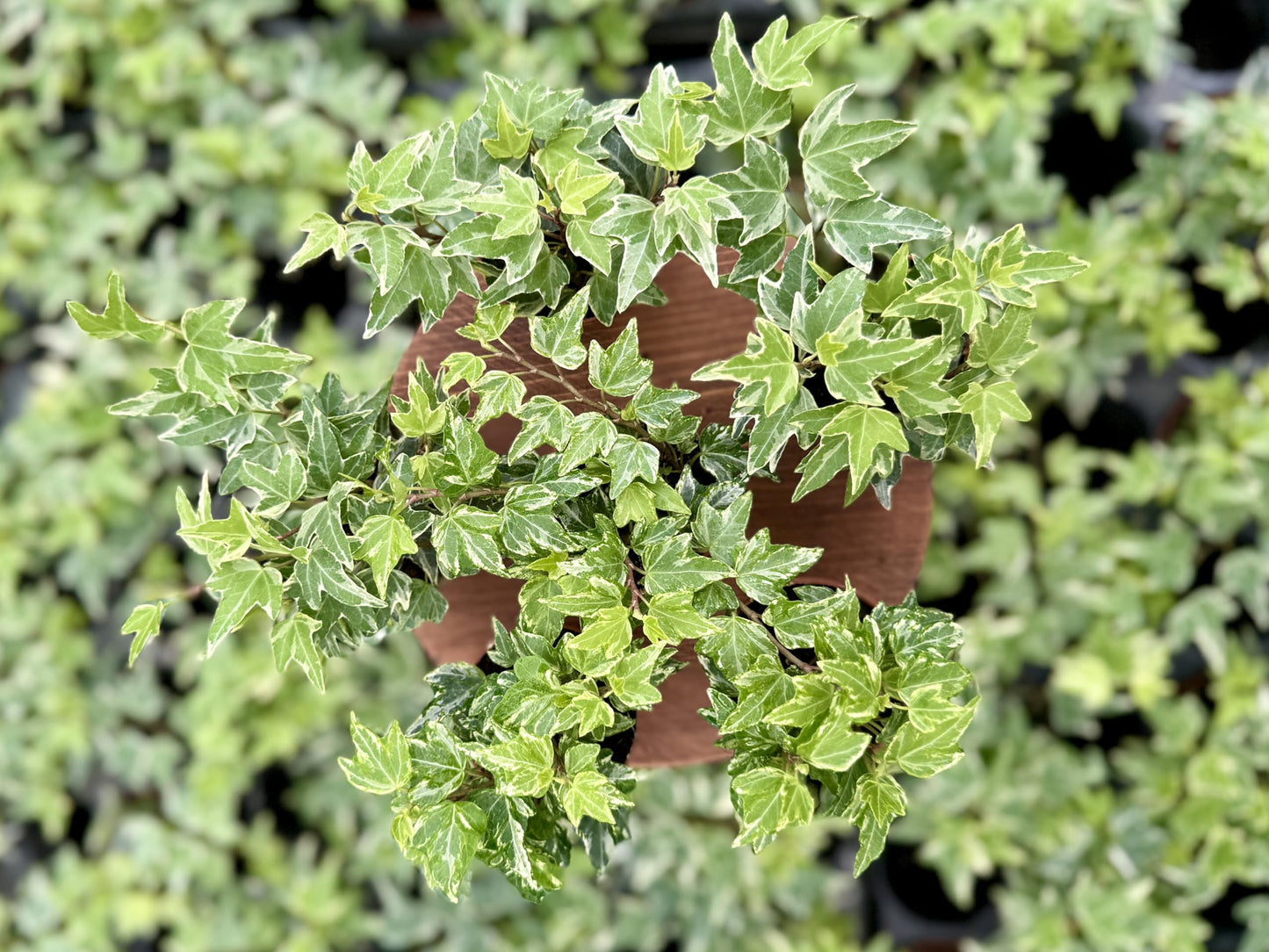 Variegated English Ivy (6 Plants) (2" Mini Pots/Starter Plants) 'Hedera Helix' | Terrariums | Fairy Gardens | Ground Cover