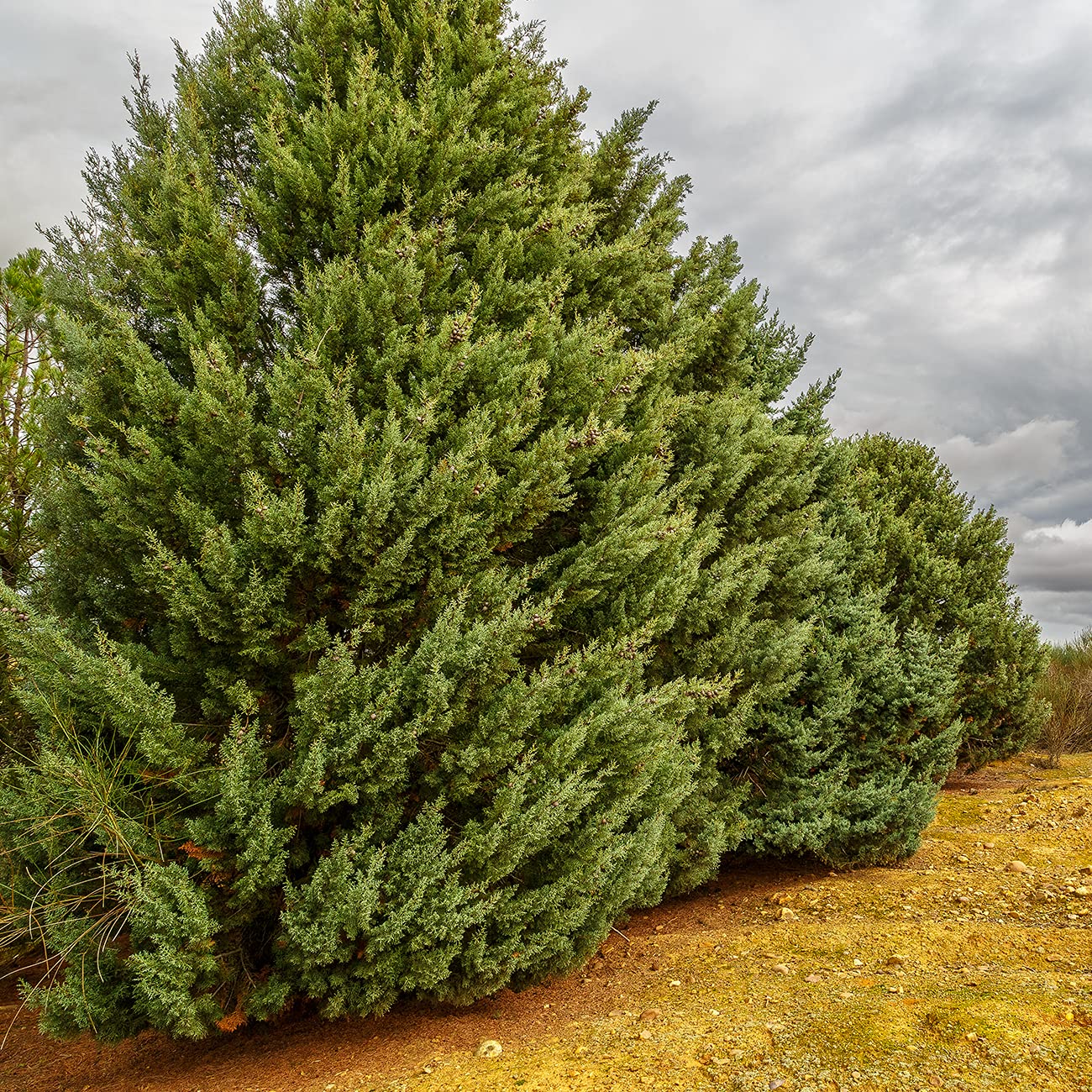 Perfect Plants Carolina Sapphire Cypress 3 Gal. | Privacy Tree, Silvery Blue Green Needle-Like Foliage| Evergreen Wind Barrier