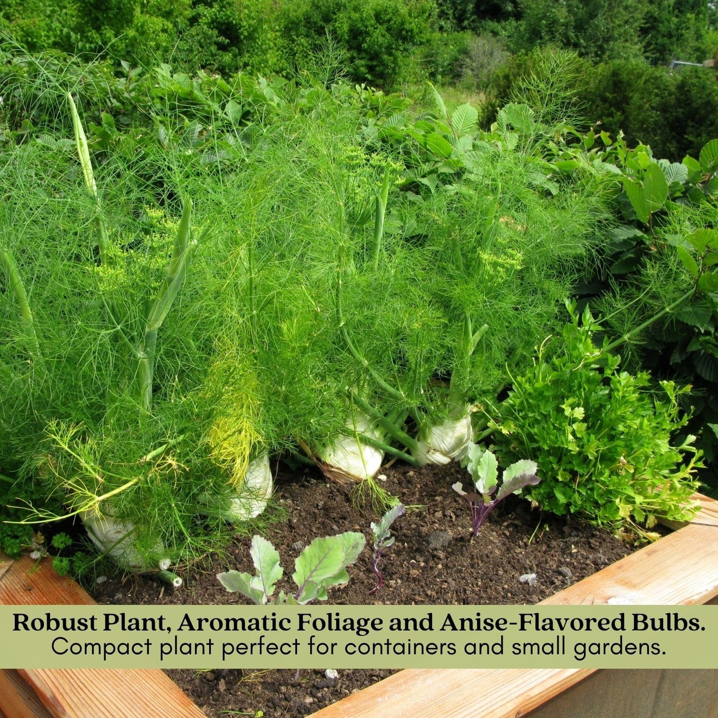 Clovers Garden Two (2) Large Live Orion Fennel Plants, Big, Healthy, Ready to Grow, Premium Plants, 4" to 8" Tall, in 4" Pots, Non GMO, No Neonicotinoids, Edible Garden, Culinary Favorite